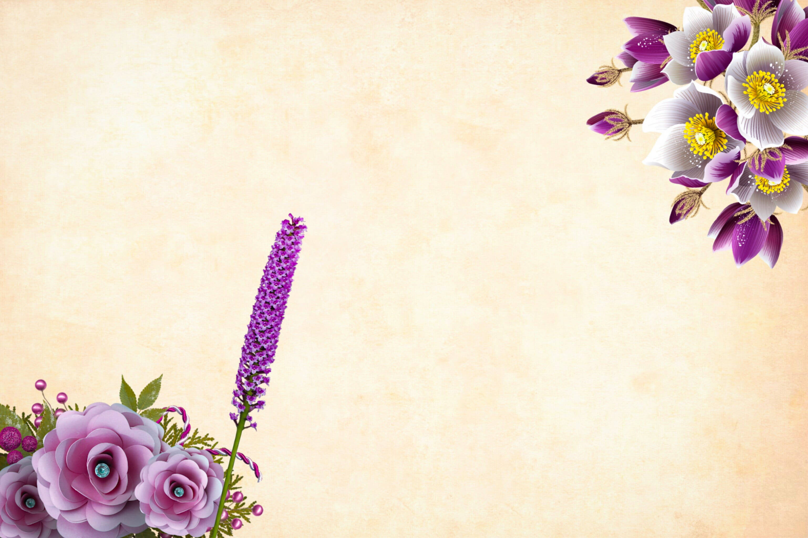 violet flowers, purple and white flowers, yellow centers, 2K Desktop Wallpaper