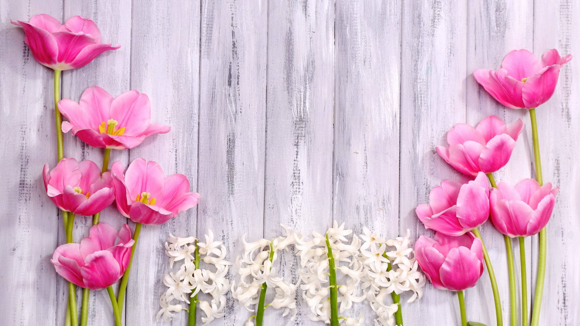 pink tulips, white hyacinths, floral border, Full HD Desktop Wallpaper