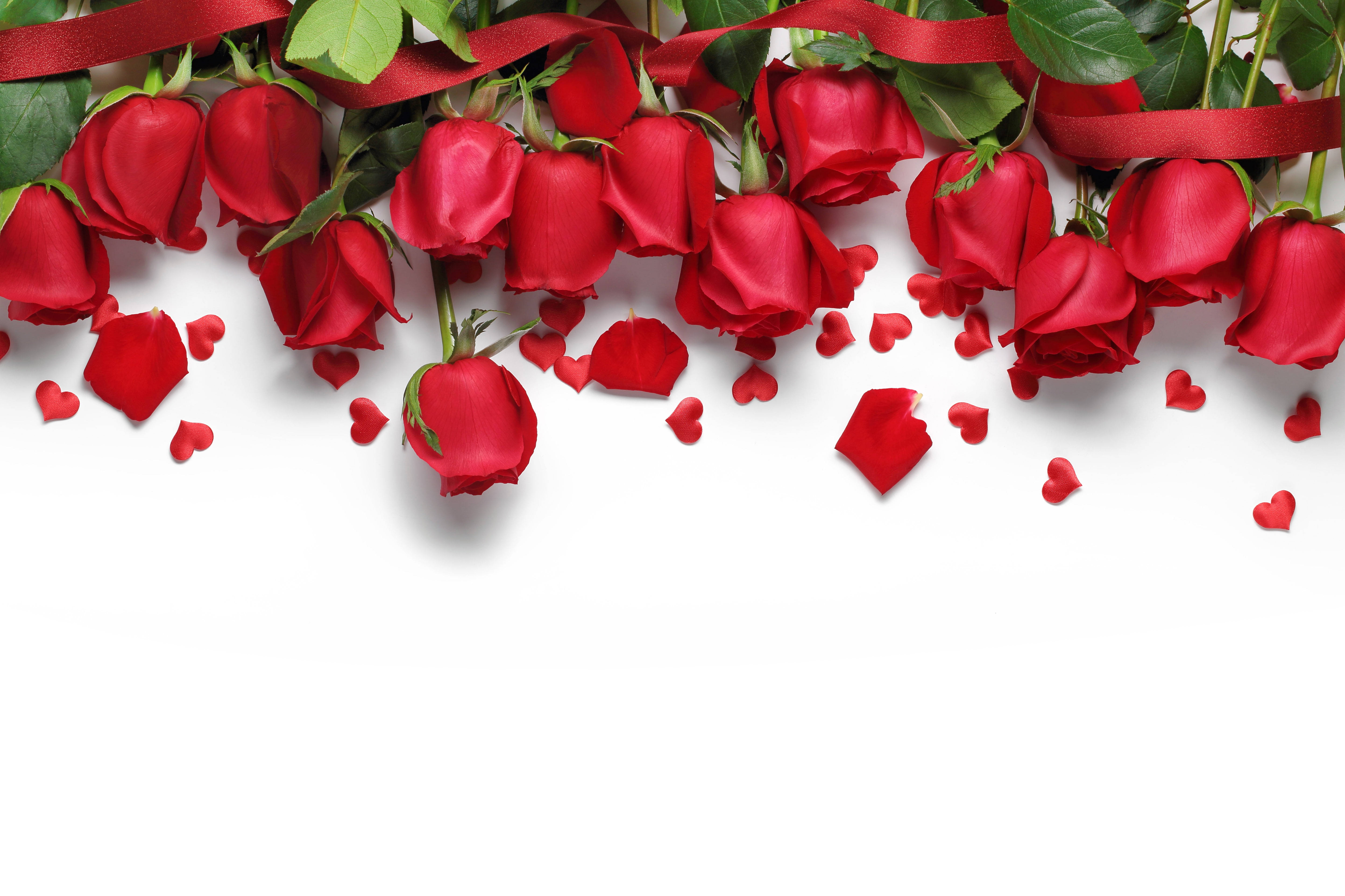 red roses, scattered petals, green leaves, 5K Desktop Wallpaper