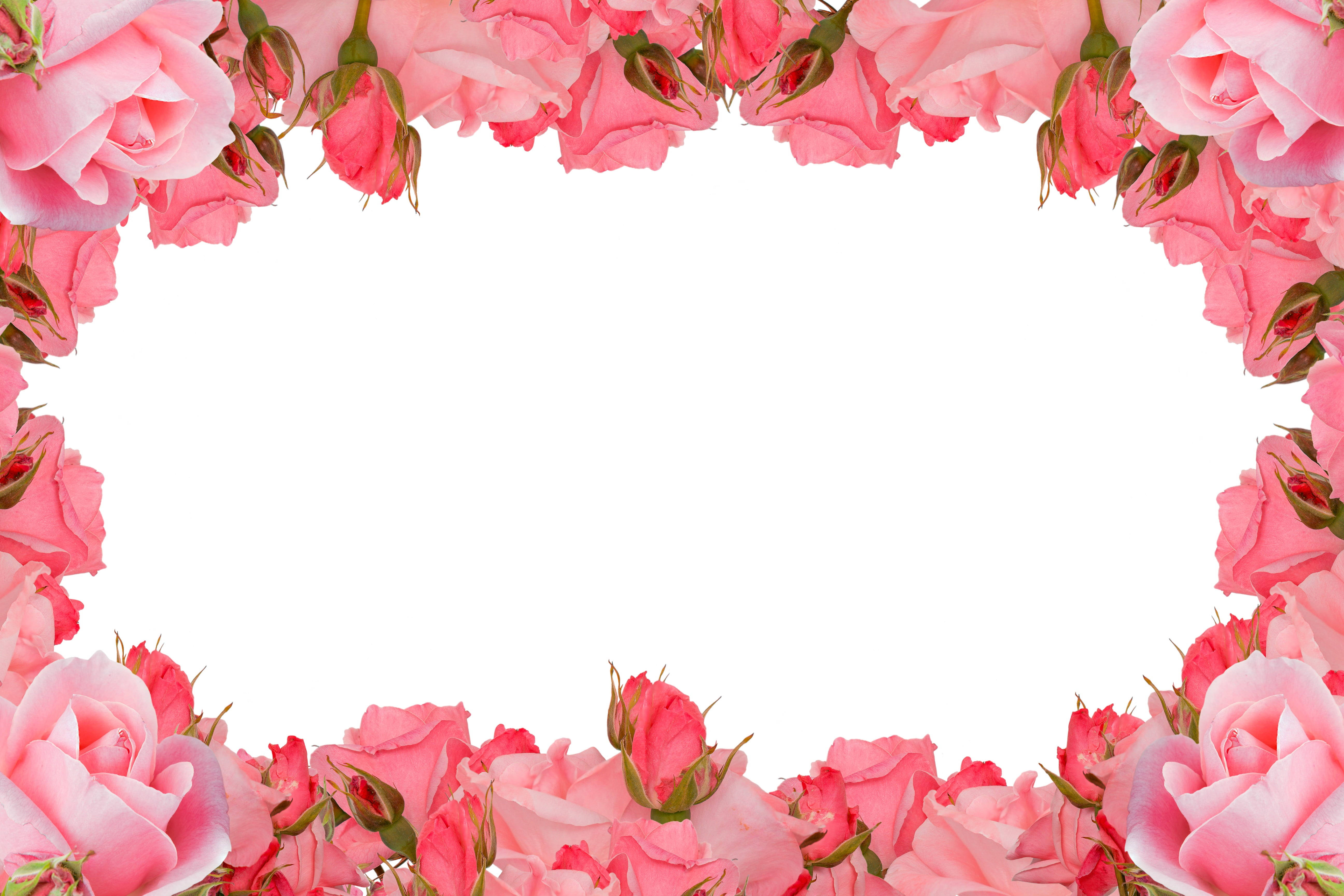 pink roses, delicate floral border, blank white center, 5K Desktop Wallpaper