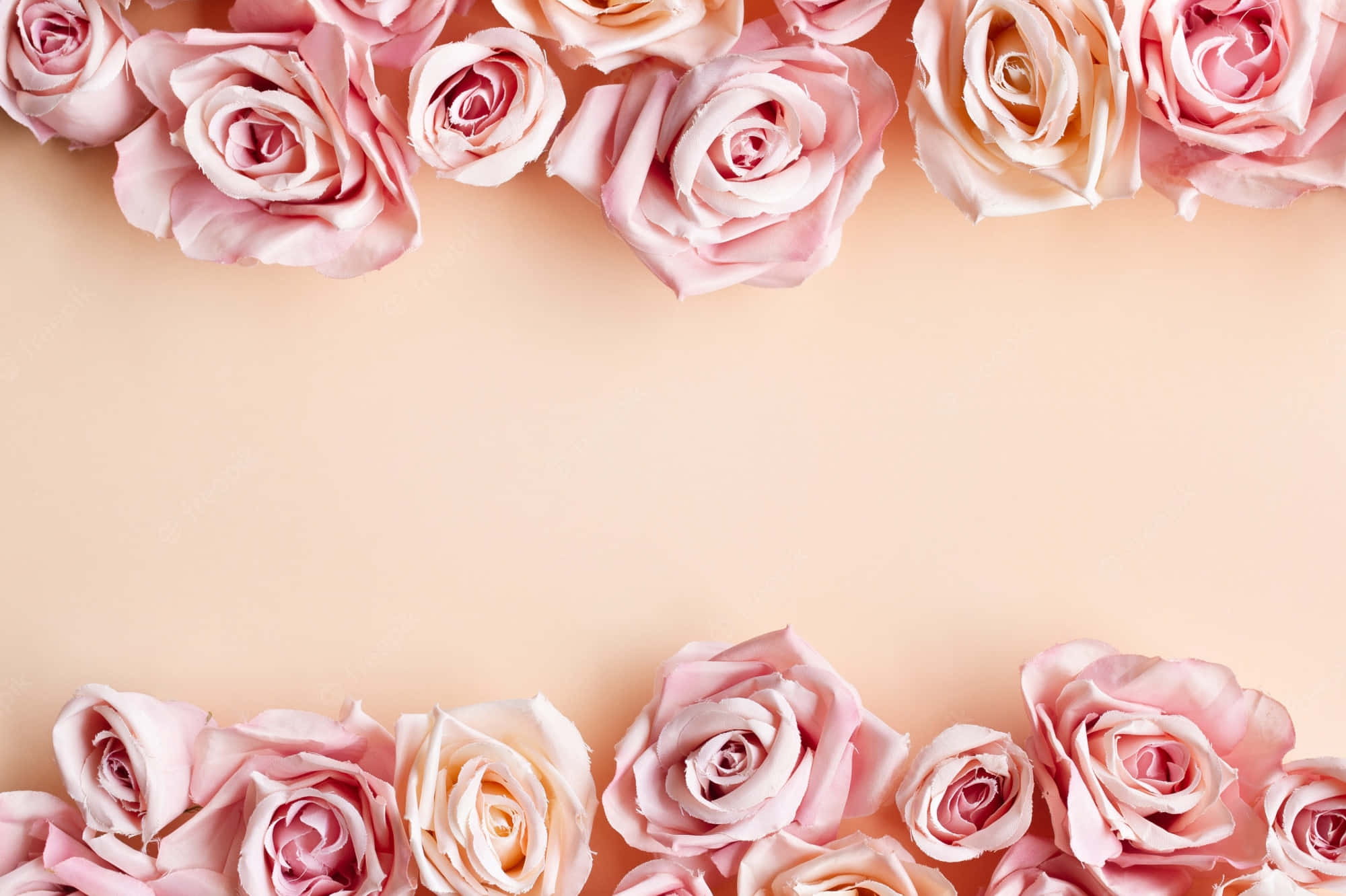 pink roses, elegant top and bottom borders, warm peach background, Full HD Desktop Wallpaper