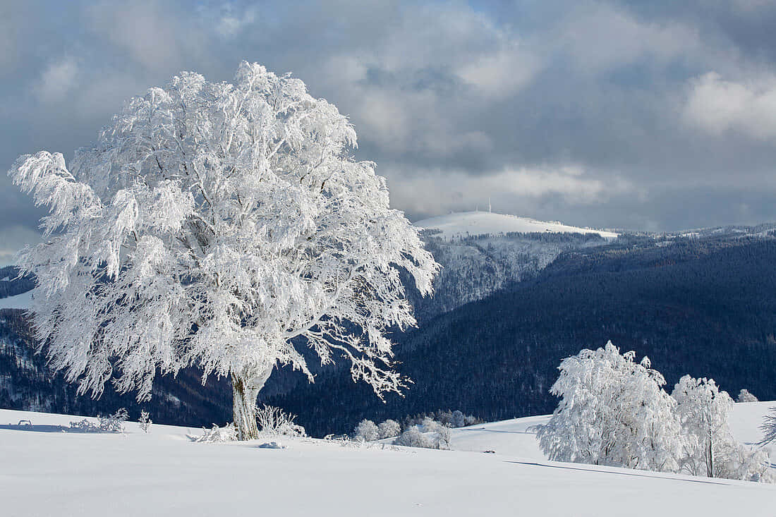 Baden Switzerland, frost-covered tree, snowy field, SD Desktop Wallpaper