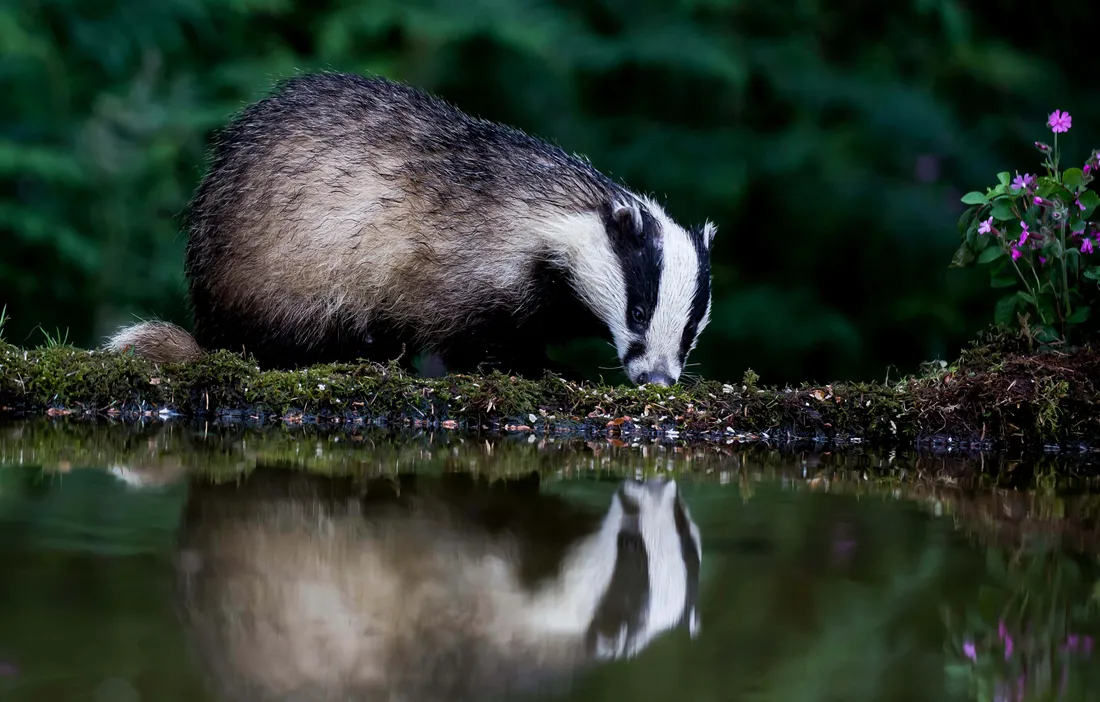 Badger