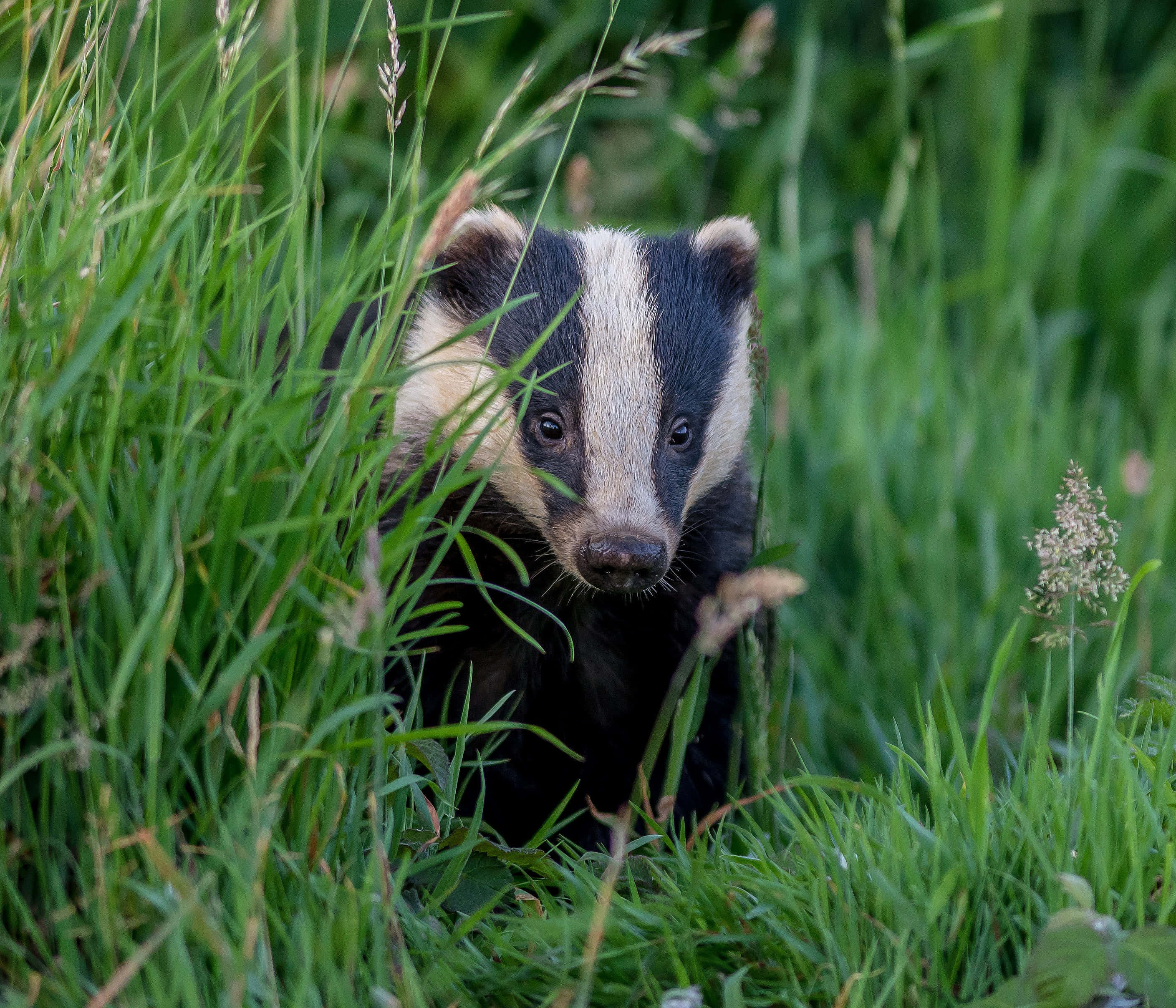 badger, grass, green, 2K Desktop Wallpaper