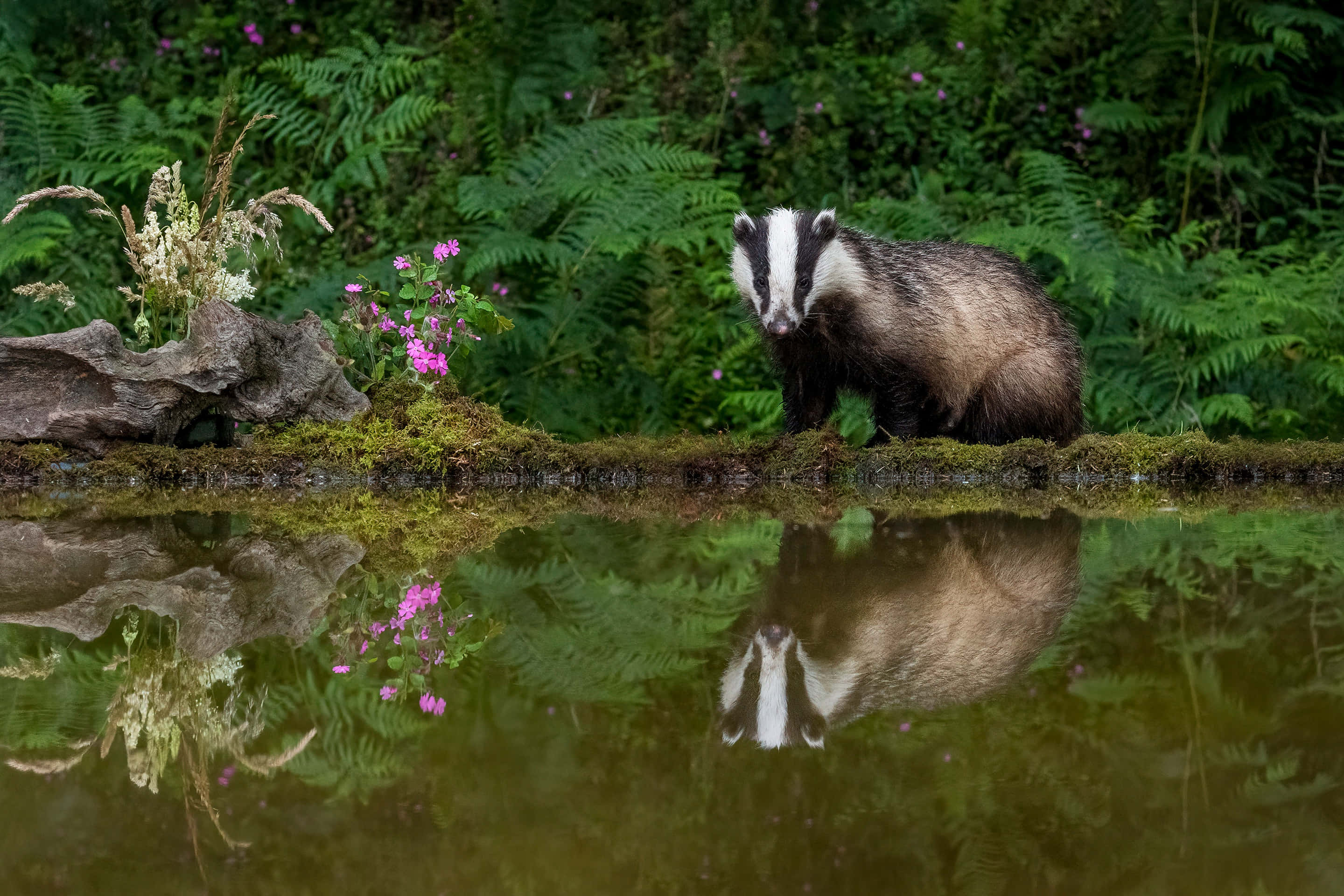 Badger, mossy pond, ferns, 2K Desktop Wallpaper
