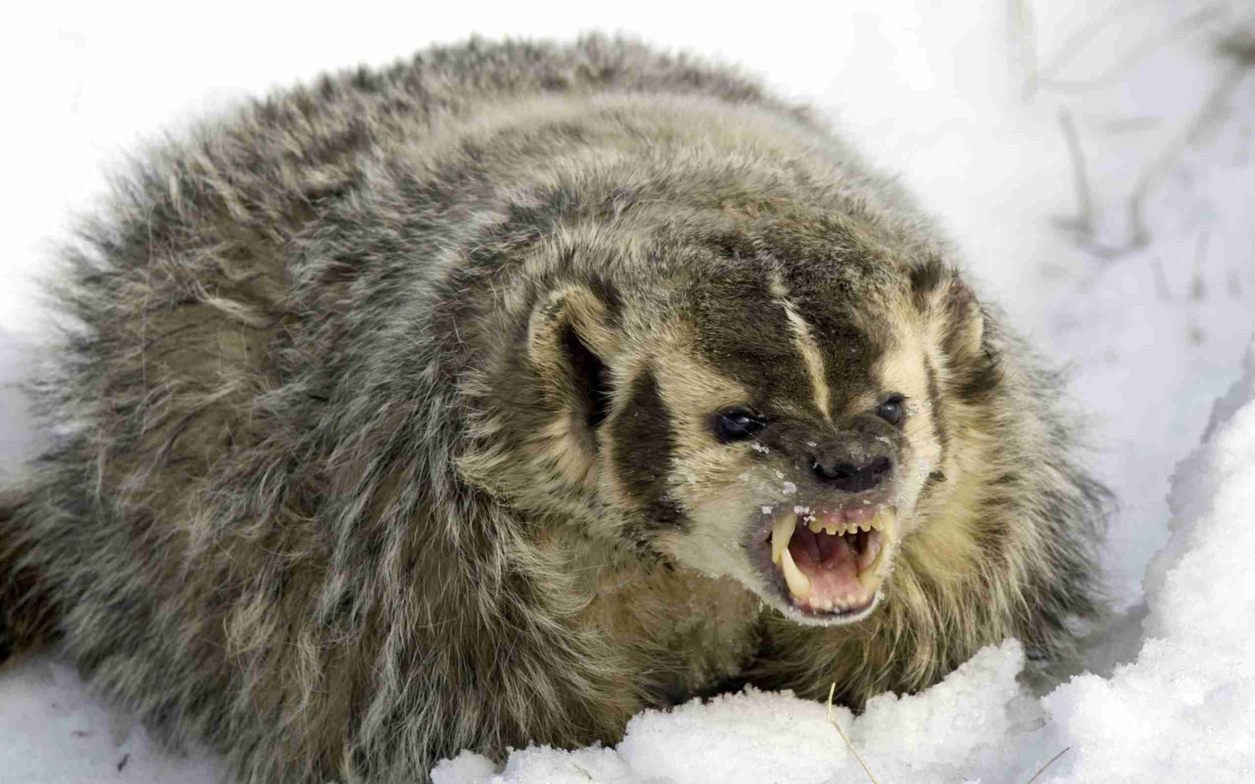 Angry Badgerin Snow, badger, snowy winter landscape, 2K Desktop Wallpaper
