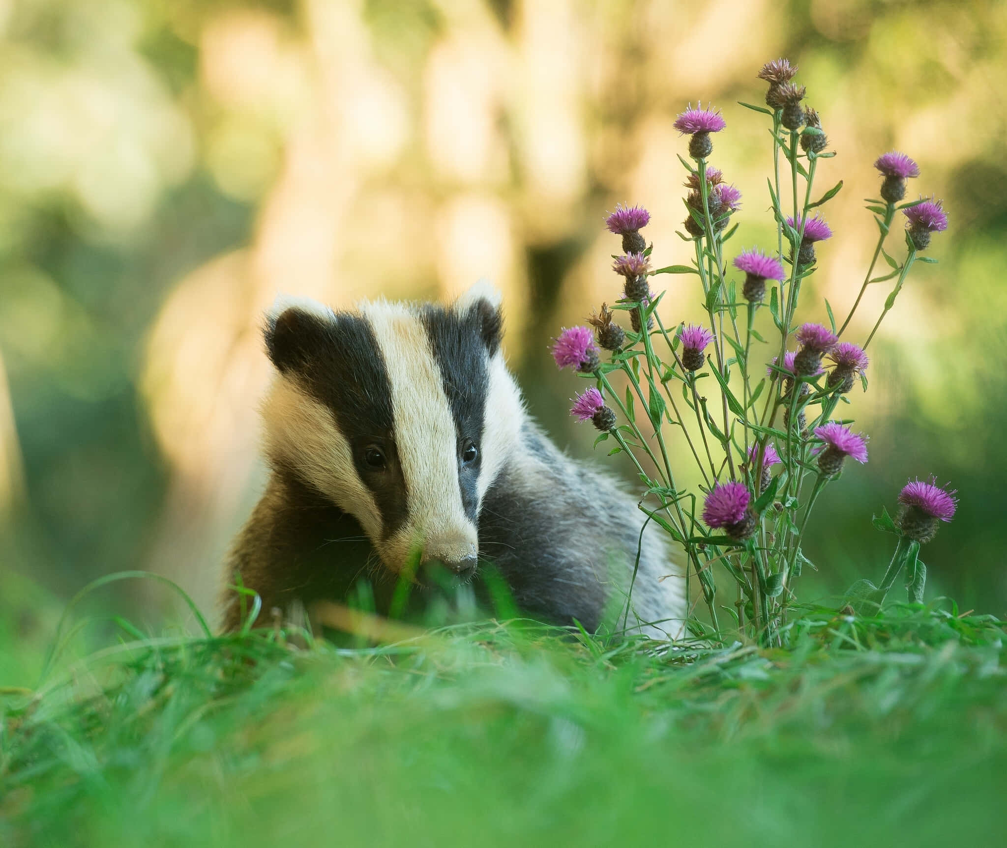 badger, white stripe, lush green grass, Full HD Desktop Wallpaper