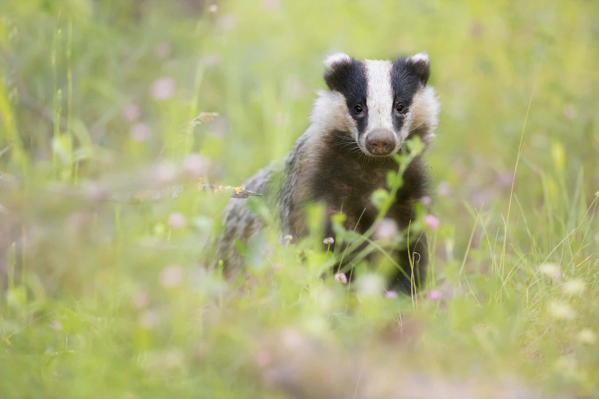 badger, white snout, black mask, Full HD Desktop Wallpaper