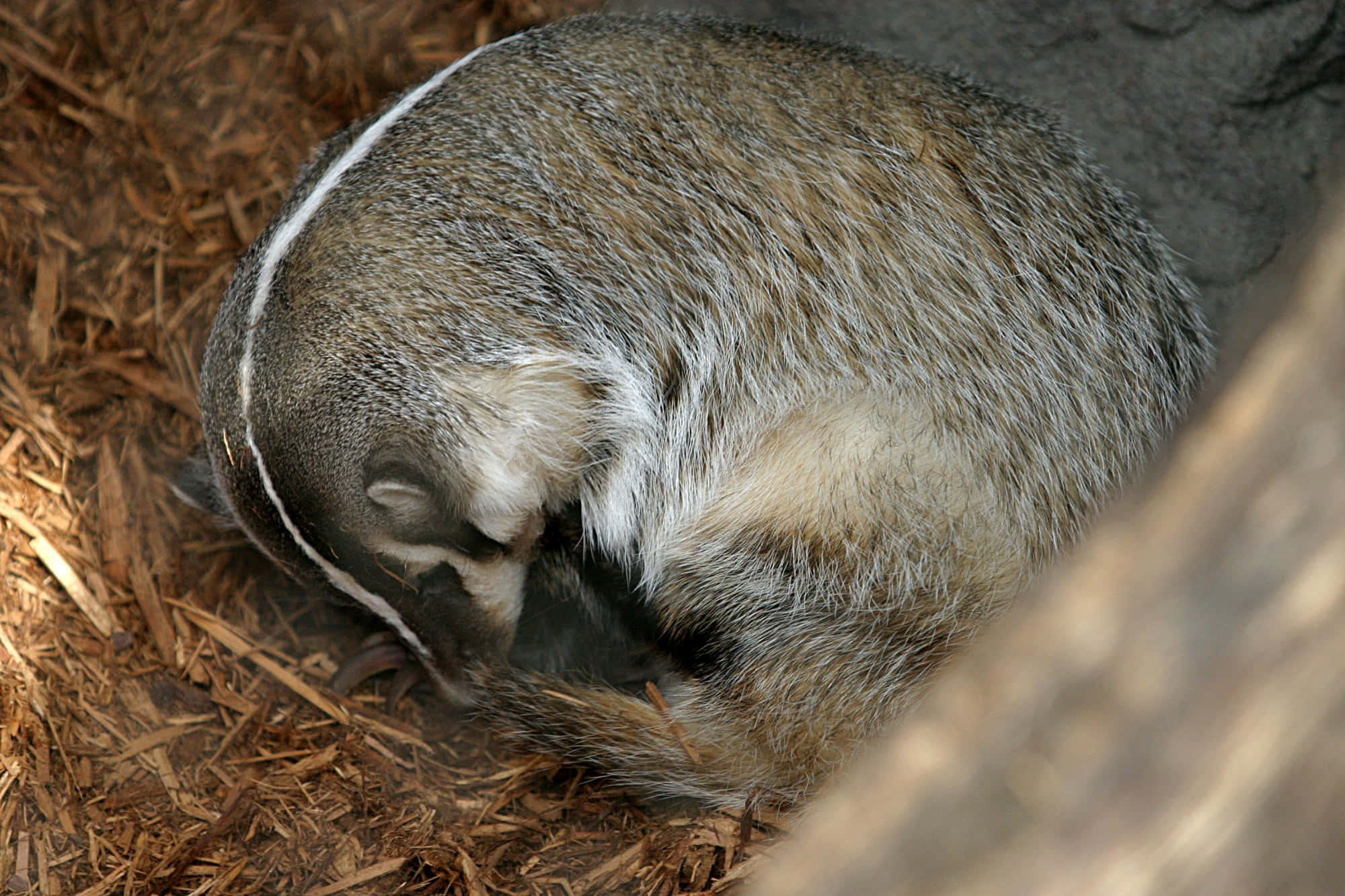 badger, wood chips, tree trunk, Full HD Desktop Wallpaper