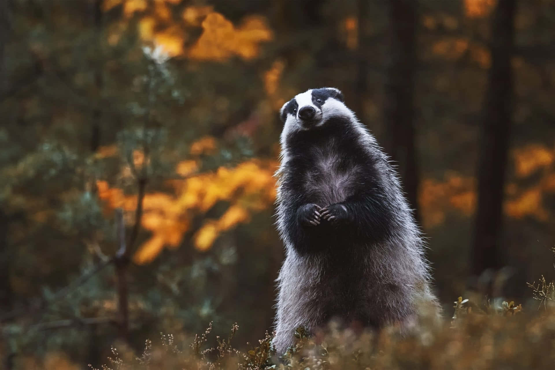 badger, autumn forest, golden autumn foliage, Full HD Desktop Wallpaper