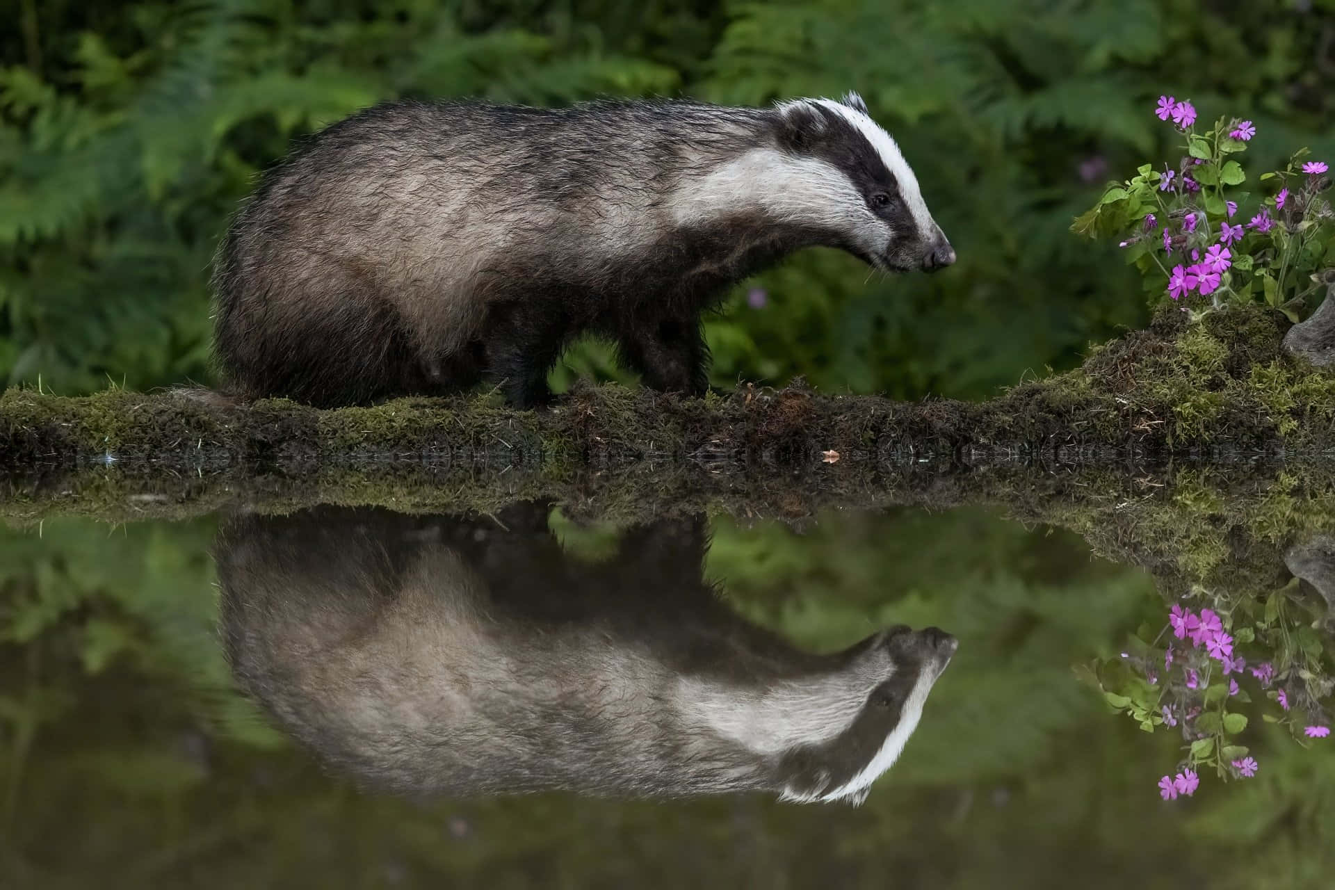 Badger, mossy log, water, Full HD Desktop Wallpaper
