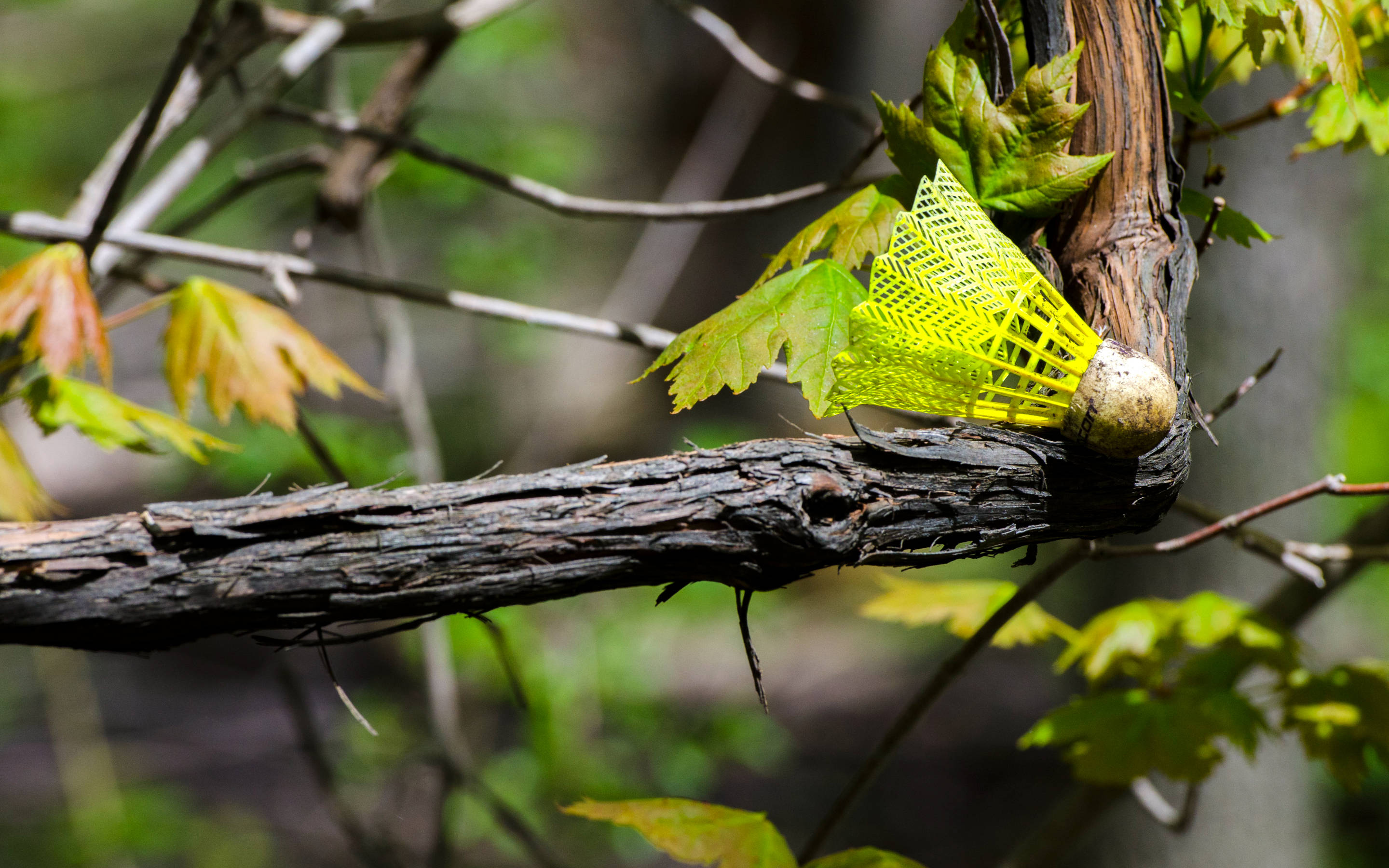 badminton shuttlecock, yellow, tree branch, 2K Desktop Wallpaper