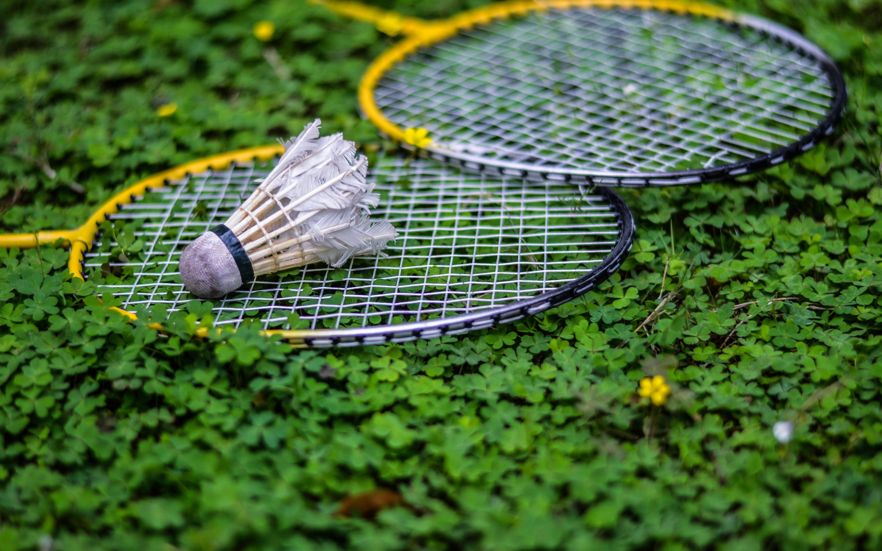 badminton shuttlecock, bed of cloverleaves, vibrant green clover, 2K Desktop Wallpaper