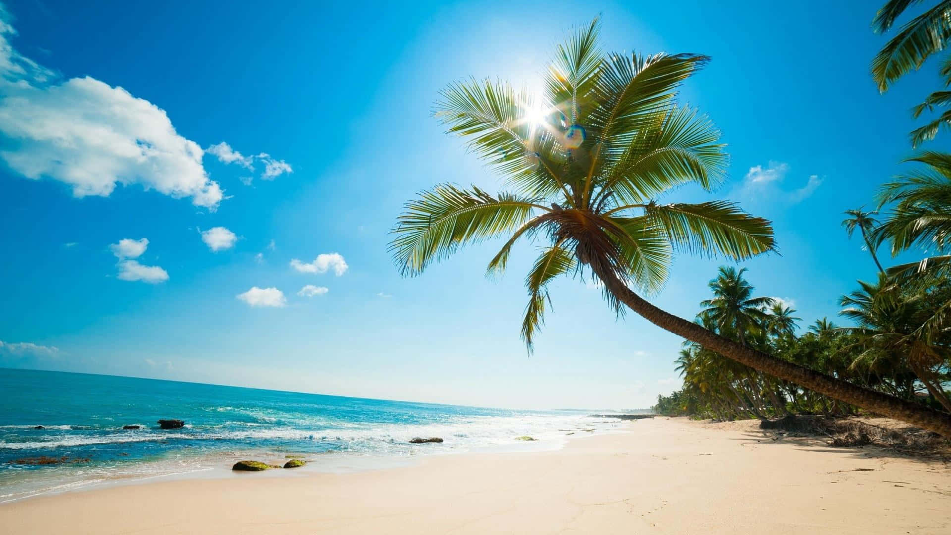 Caribbean beach, palm tree, pristine sandy beach, Full HD Desktop Wallpaper