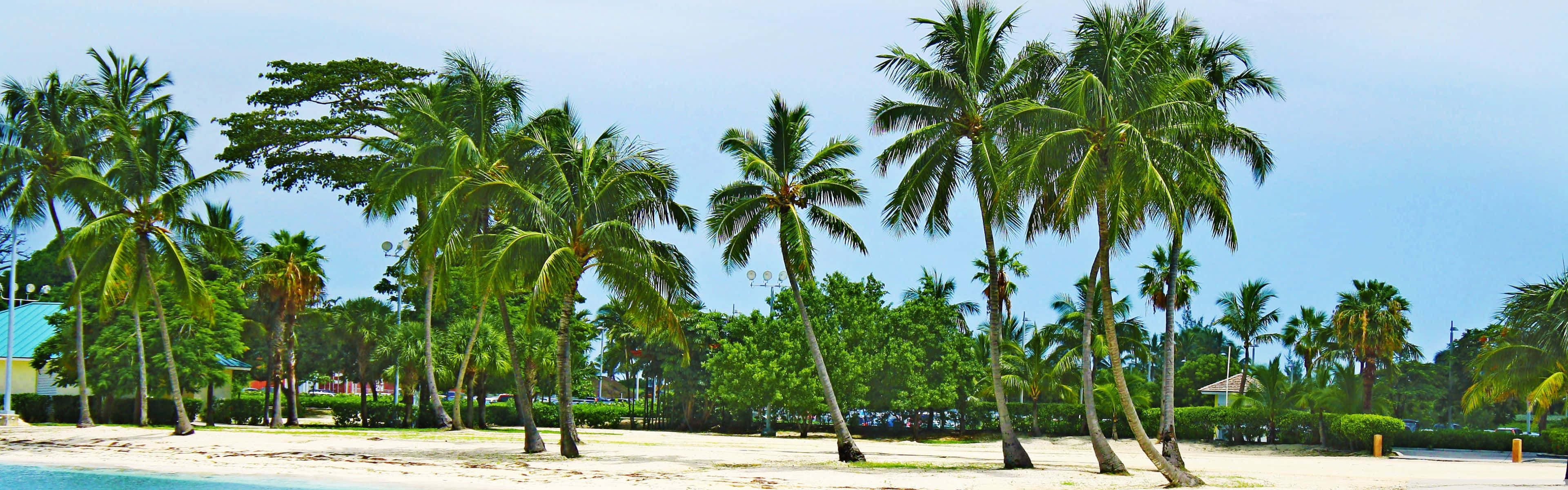 Bahamas Beach, Sunset, tall palm trees, 4K Desktop Wallpaper