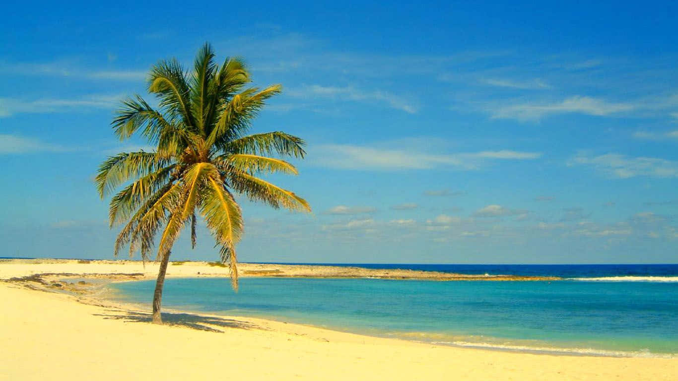 Bahamas Beach, palm tree, white sand beach, HD Desktop Wallpaper