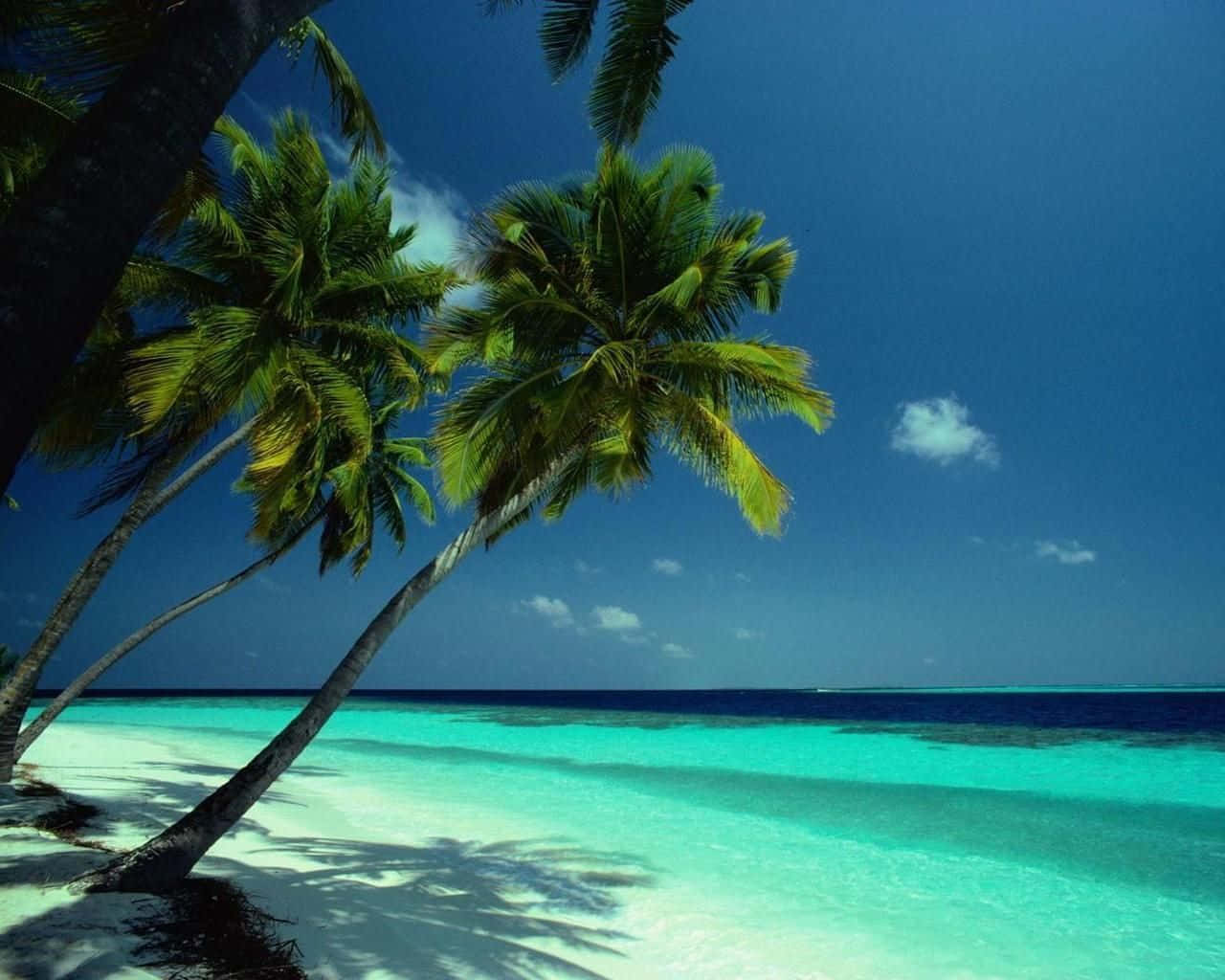 Bahamas Beach, white sand, turquoise ocean, HD Desktop Wallpaper