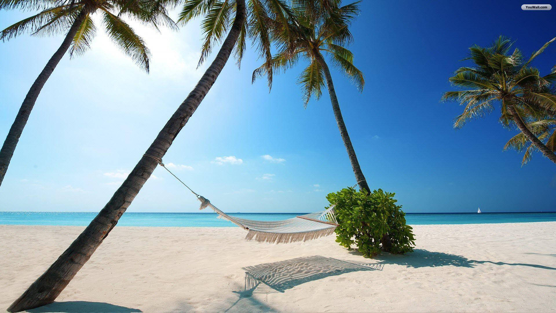 coconut trees, Bahamas beach, white sand beach, Full HD Desktop Wallpaper