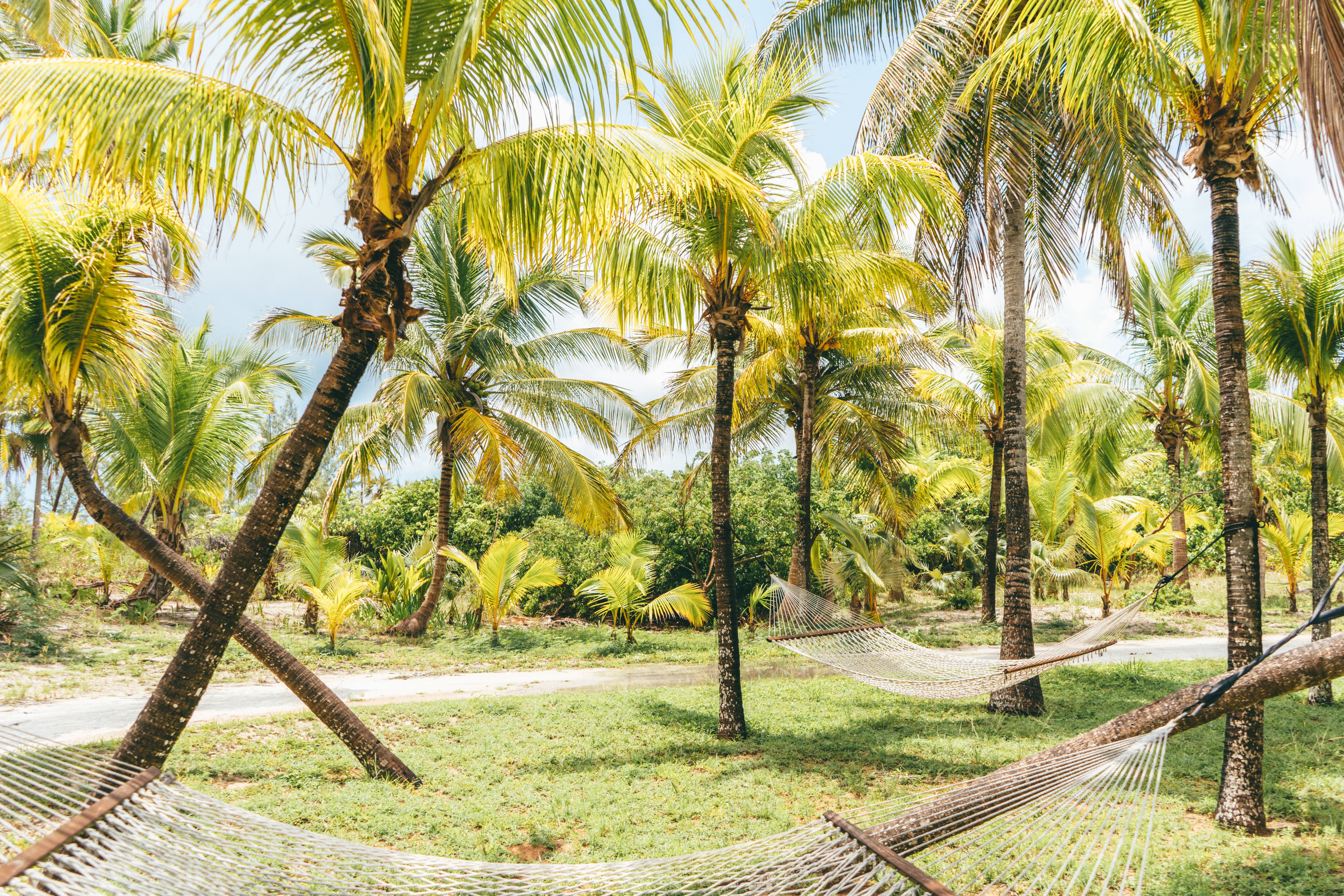 Bahamas, tall coconut trees, hammocks, 5K Desktop Wallpaper