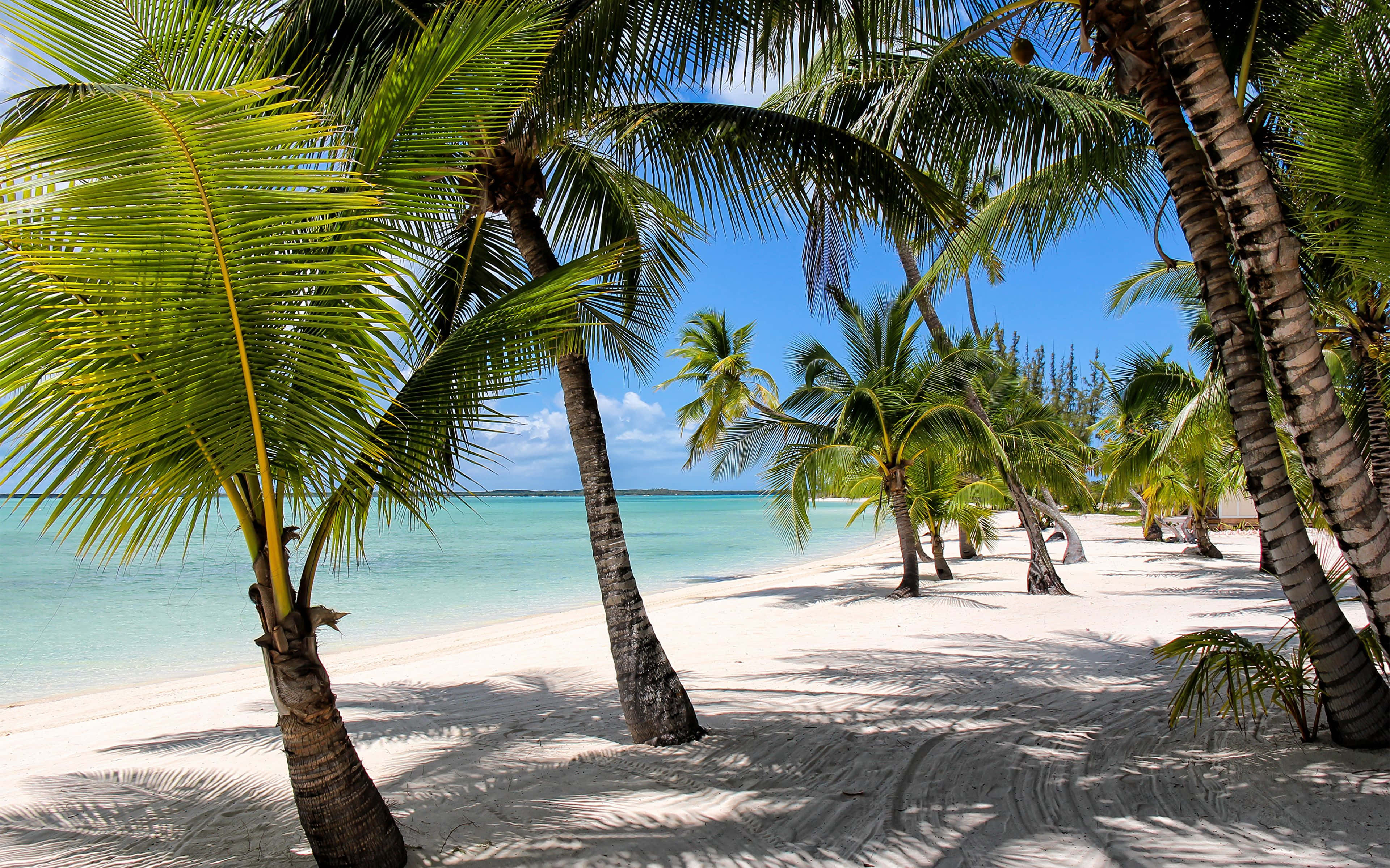Bahamas, palm trees, white sand, 4K Desktop Wallpaper