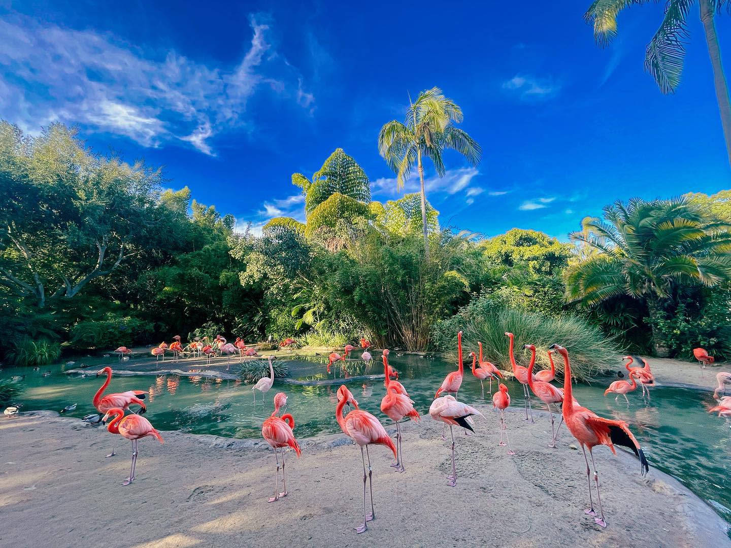 flamingos, Balboa Park, shallow water, HD Desktop Wallpaper
