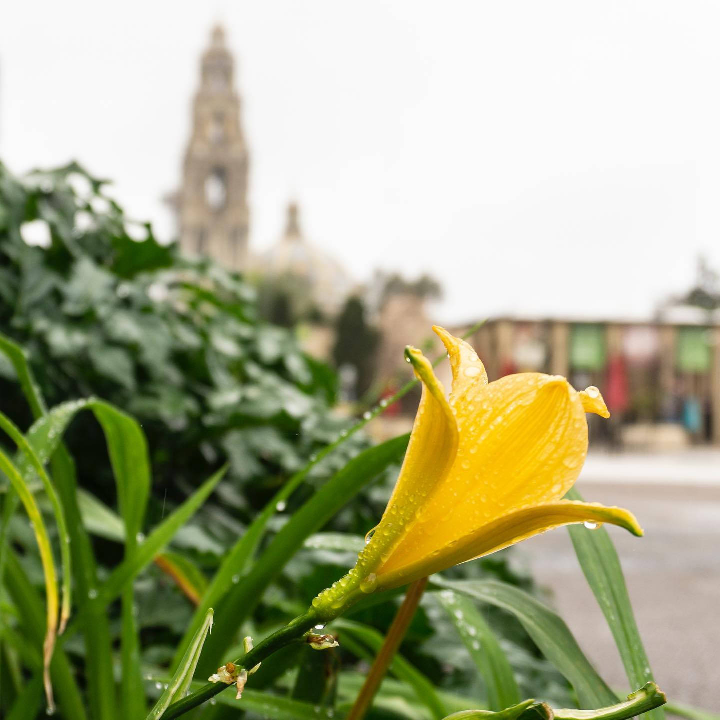 yellow lily, Balboa Park, dew drops, HD Desktop Wallpaper