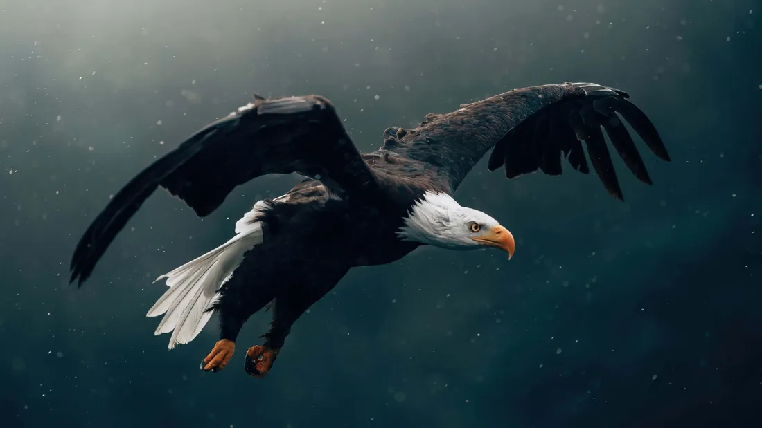 Bald Eagle