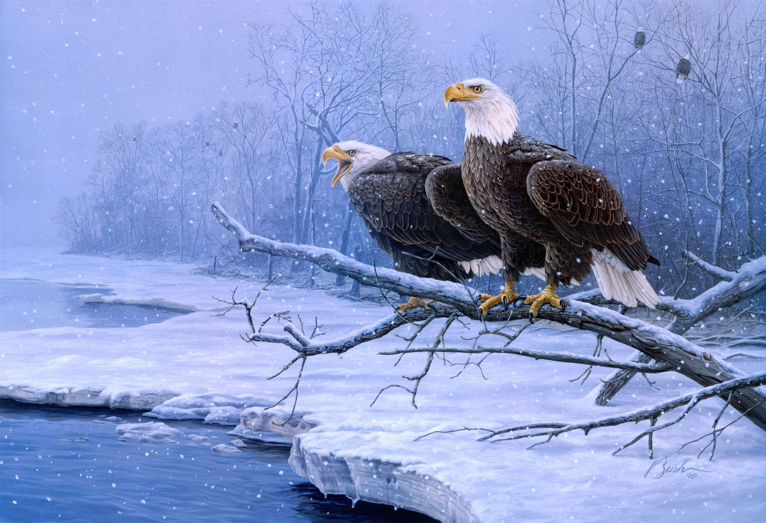 Bald Eagle, snow-laden branch, frozen river, 2K Desktop Wallpaper