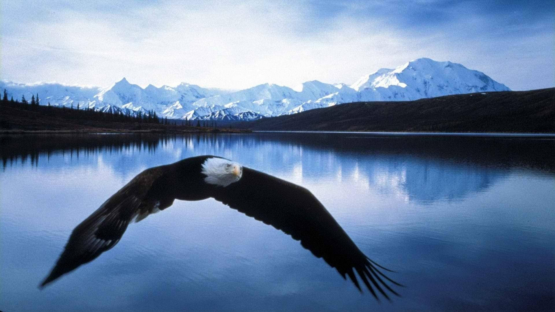 bald eagle, blue lake, snow-capped mountains, Full HD Desktop Wallpaper