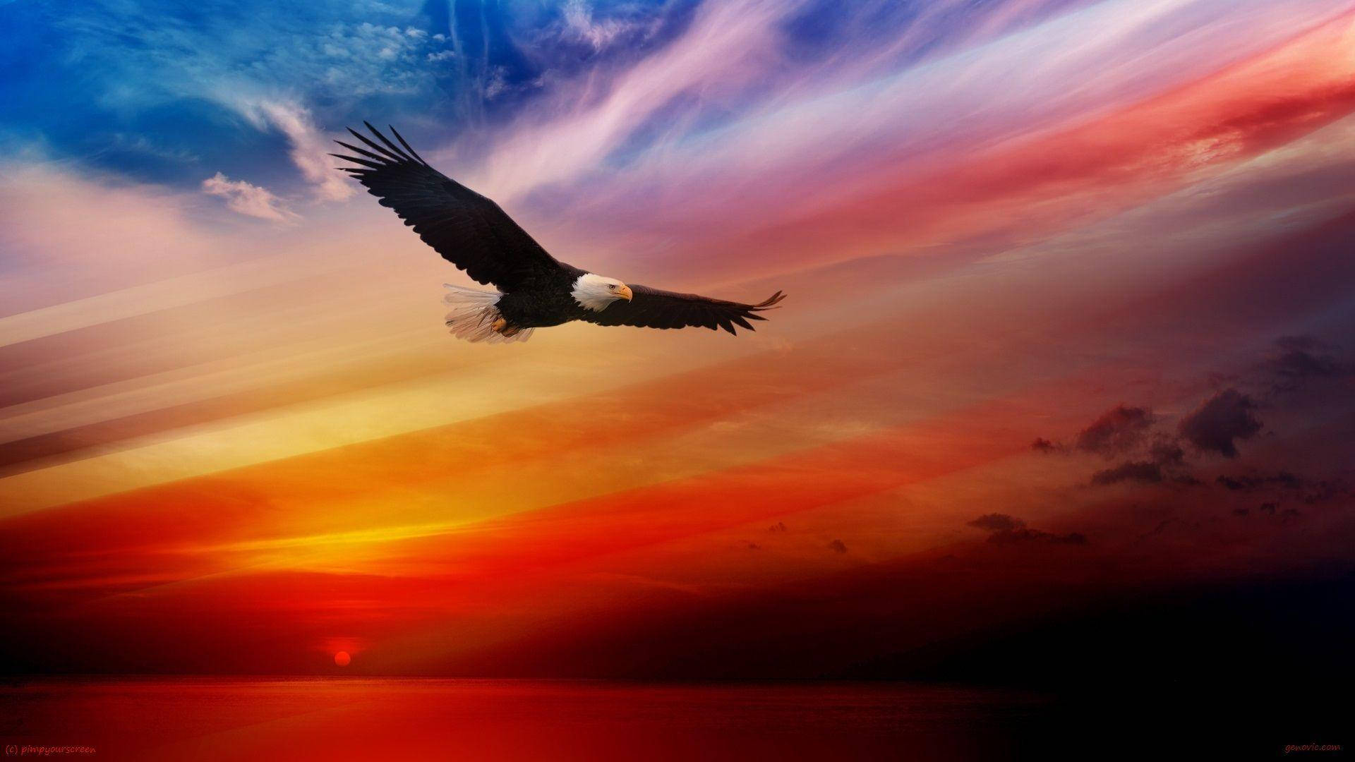 bald eagle, vibrant sunset sky, fiery orange red, Full HD Desktop Wallpaper
