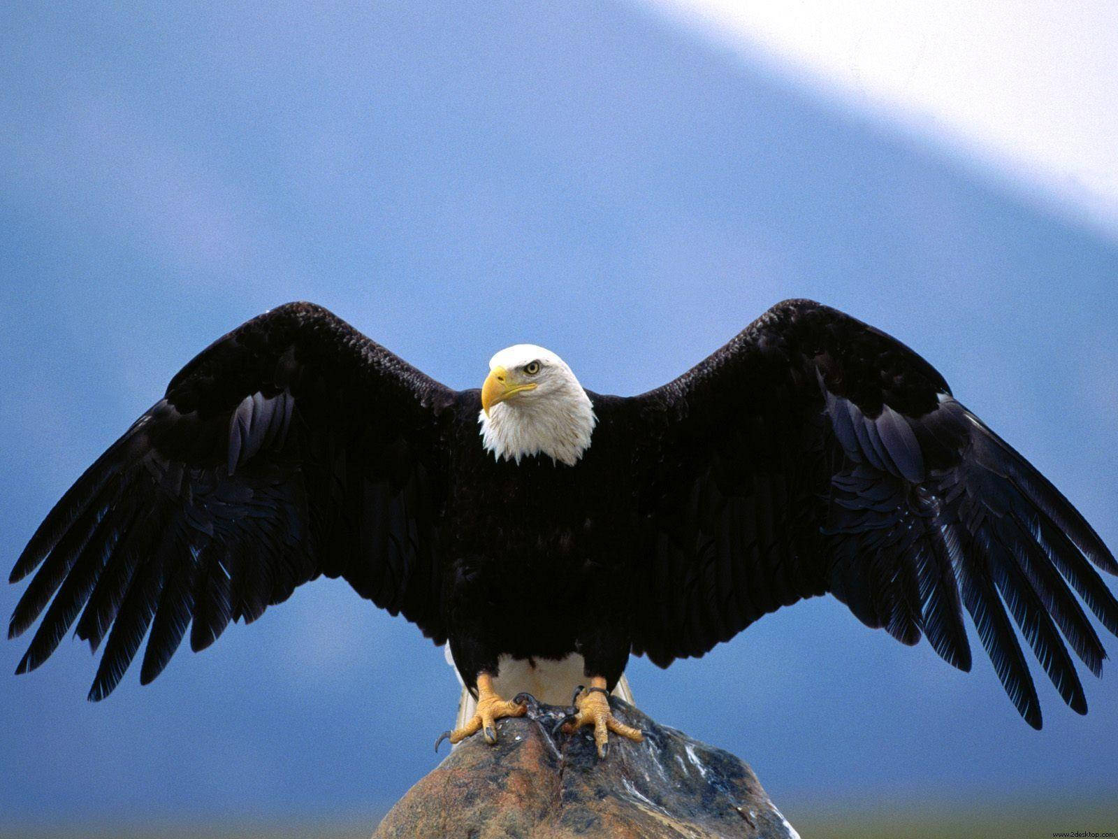 Bald Eagle, outstretched wings, rocky outcrop, HD Desktop Wallpaper