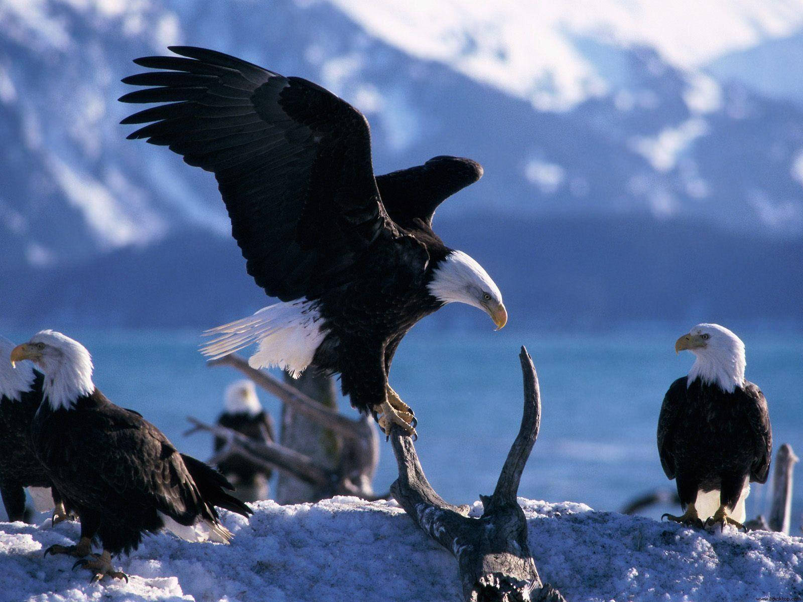 bald eagle, snowy perch, icy mountains, HD Desktop Wallpaper