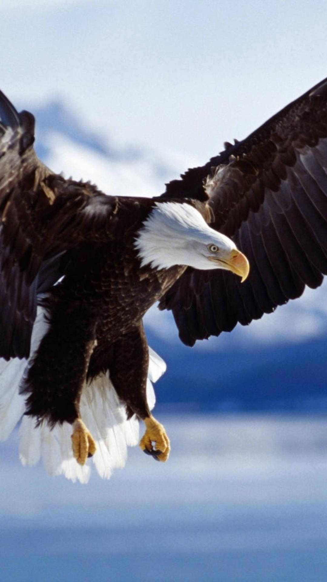 Bald Eagle, snow-capped mountains, blue sky, Full HD Phone Wallpaper