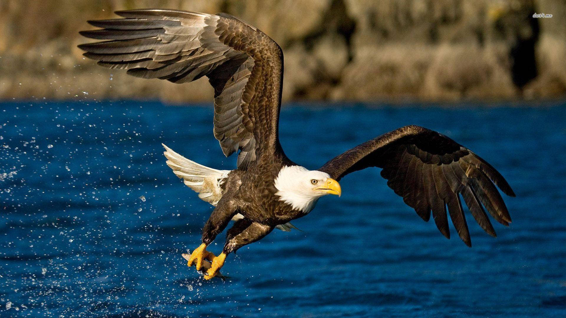 bald eagle, vibrant blue water, fish mid-splash, Full HD Desktop Wallpaper
