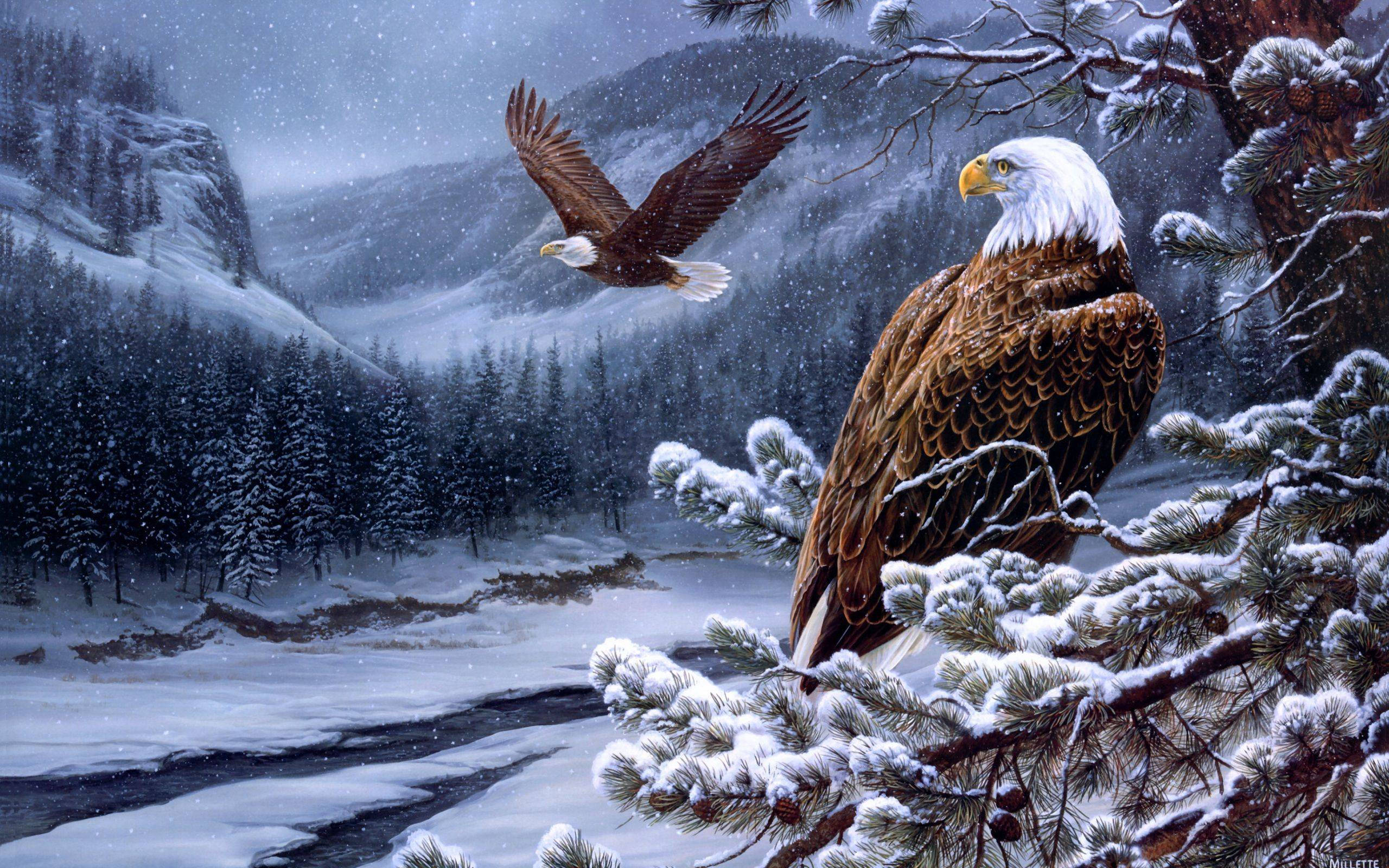 bald eagle, snow-laden pine branches, frozen river, 2K Desktop Wallpaper