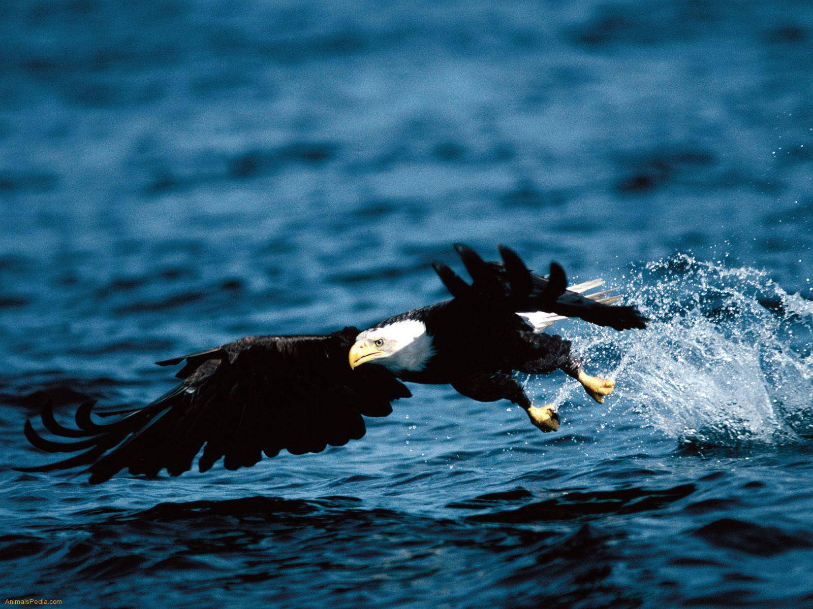 bald eagle, deep blue ocean water, soars low, HD Desktop Wallpaper