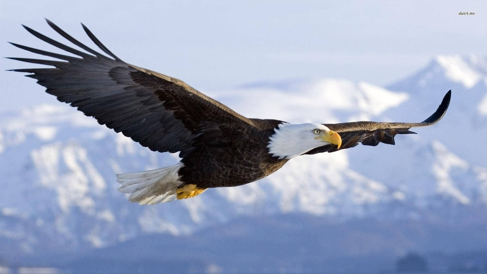 Bald Eagle, snow-capped mountains, clear sky, Full HD Desktop Wallpaper