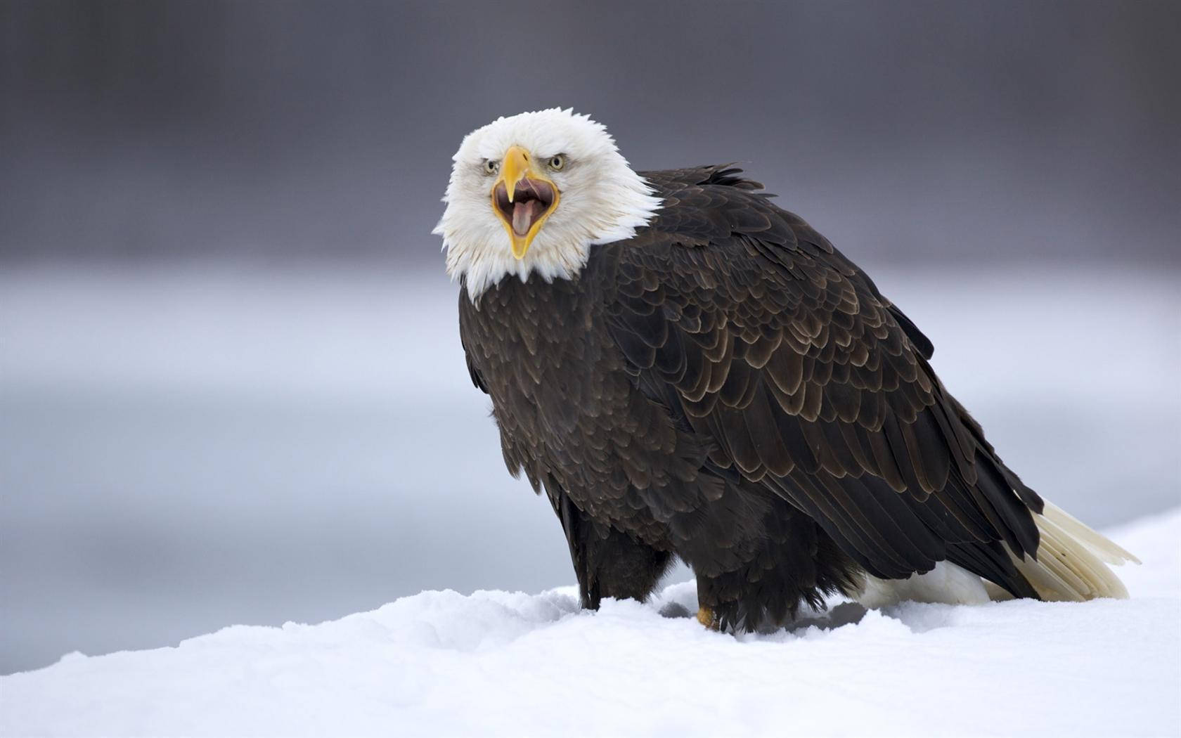 bald eagle, white head, yellow beak, HD Desktop Wallpaper
