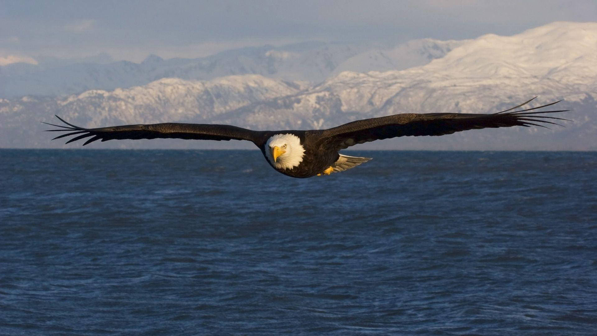 bald eagle, ocean, deep blue waters, Full HD Desktop Wallpaper