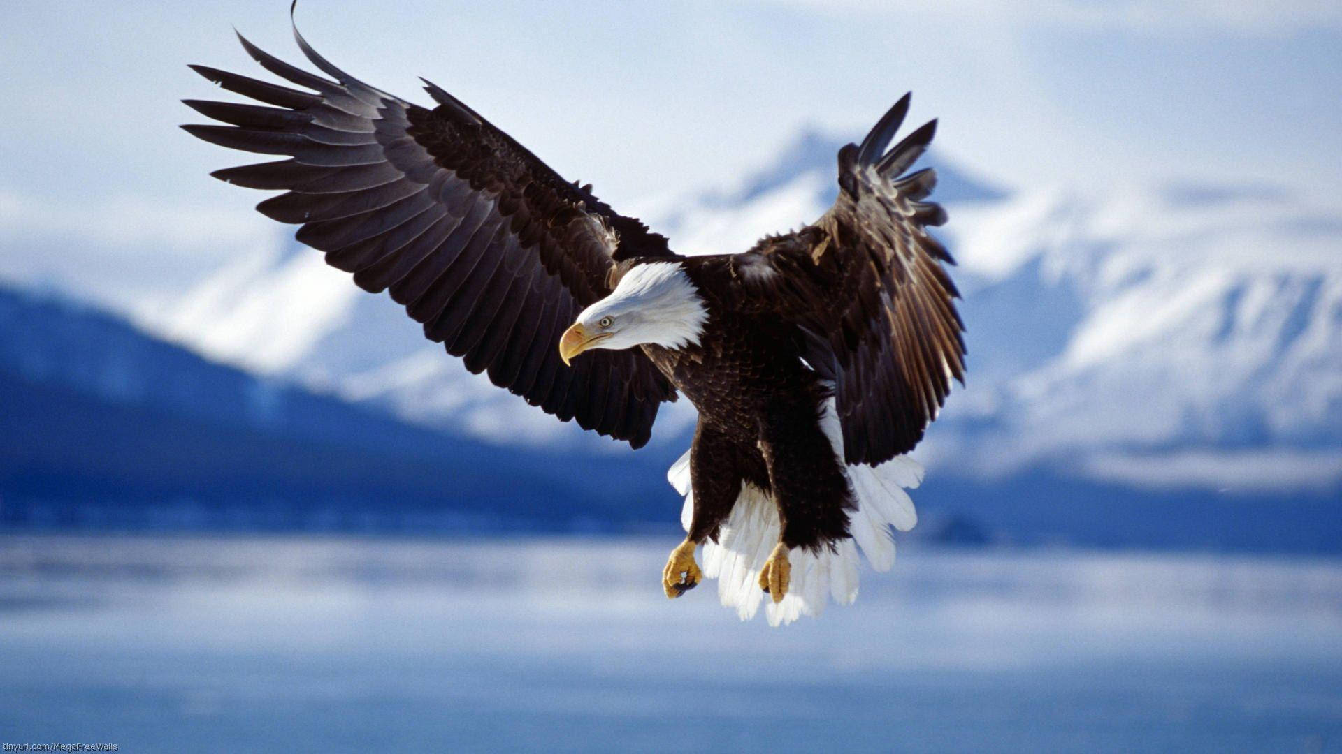 bald eagle, calm blue lake, snow-capped mountains, Full HD Desktop Wallpaper