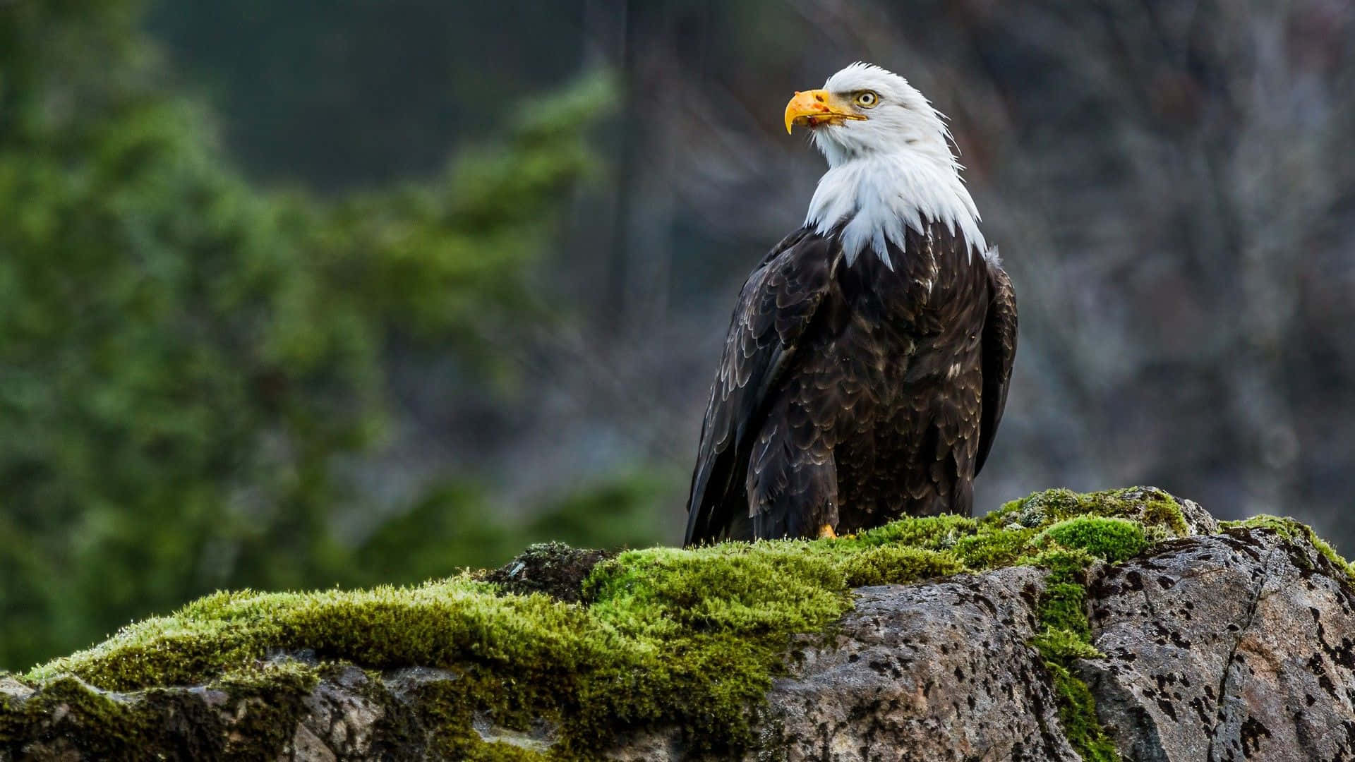 bald eagle, mossy rock, blurred forest backdrop, Full HD Desktop Wallpaper
