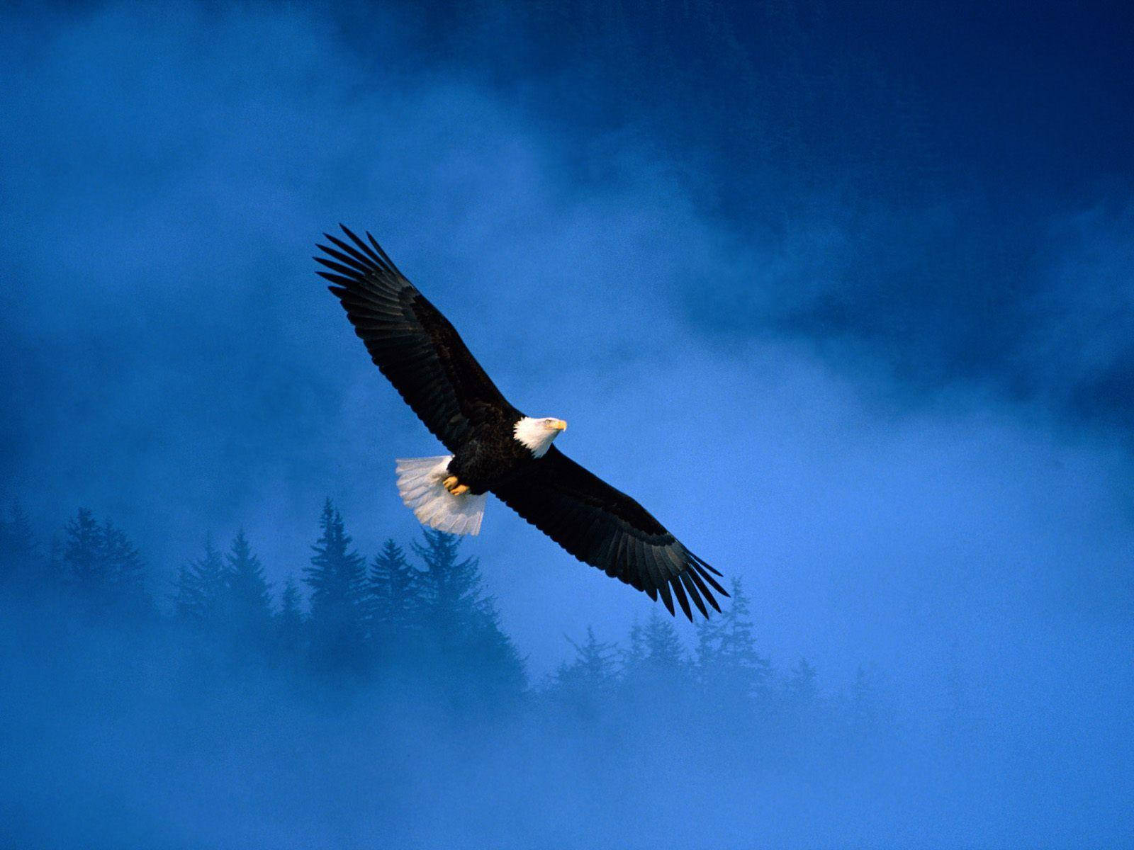 bald eagle, misty forest, deep blue misty sky, HD Desktop Wallpaper