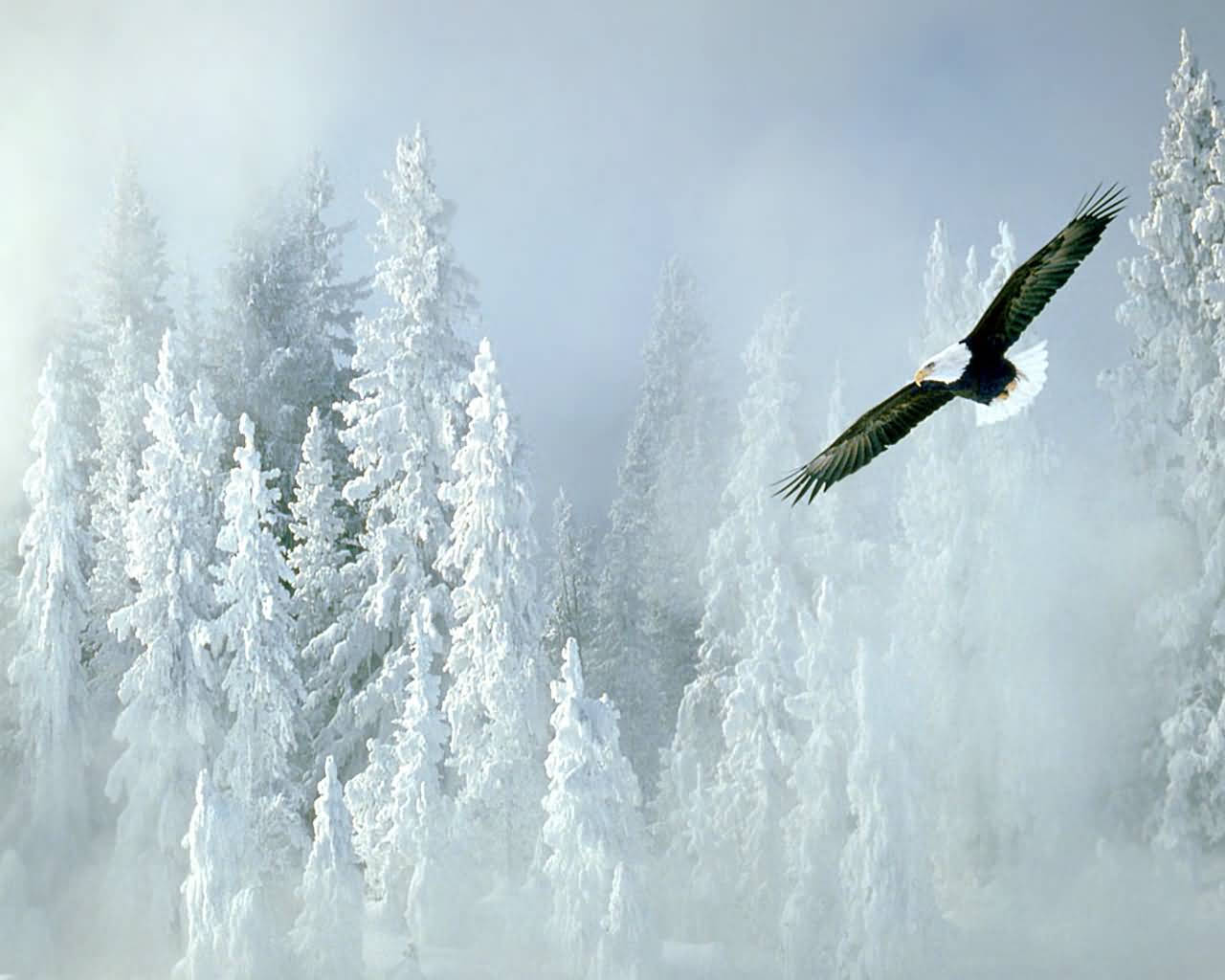 Bald Eagle, snow-laden evergreens, misty winter forest, HD Desktop Wallpaper