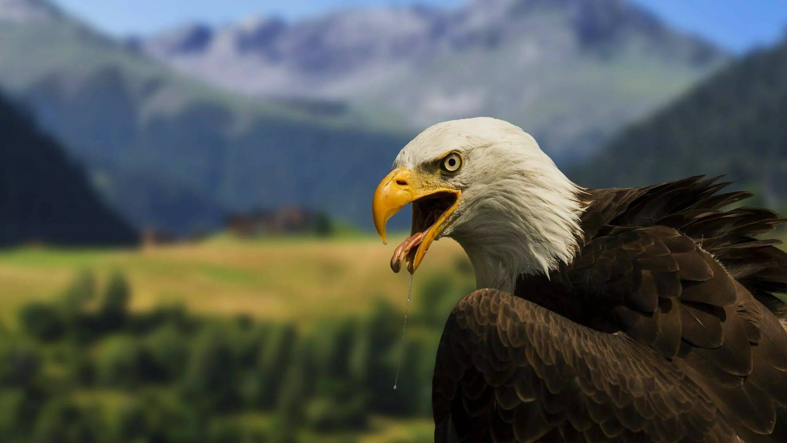 bald eagle, droplet, beak, 2K Desktop Wallpaper