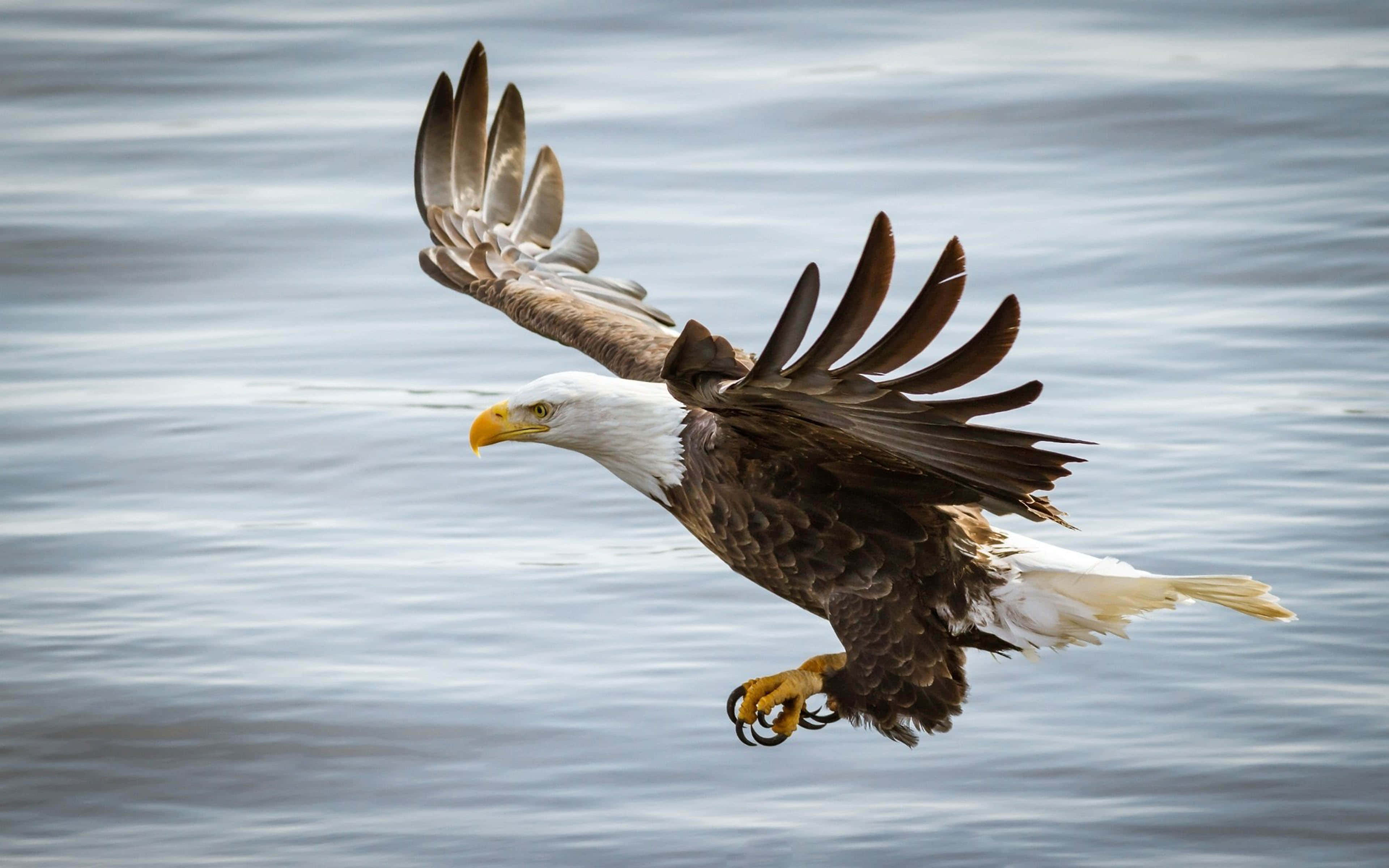 bald eagle, calm water, wings spread wide, 4K Desktop Wallpaper