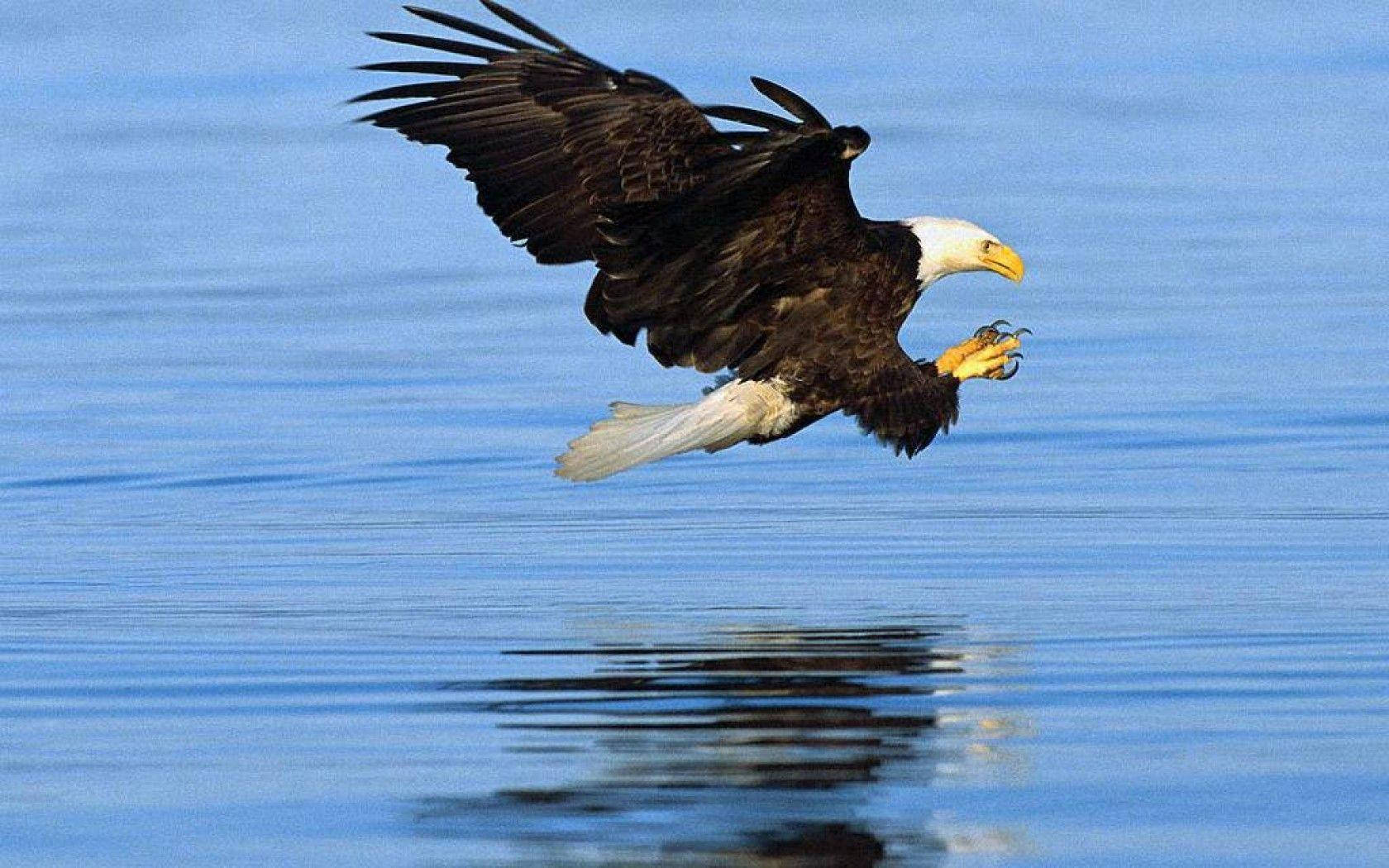 bald eagle, calm blue water, fish, HD Desktop Wallpaper