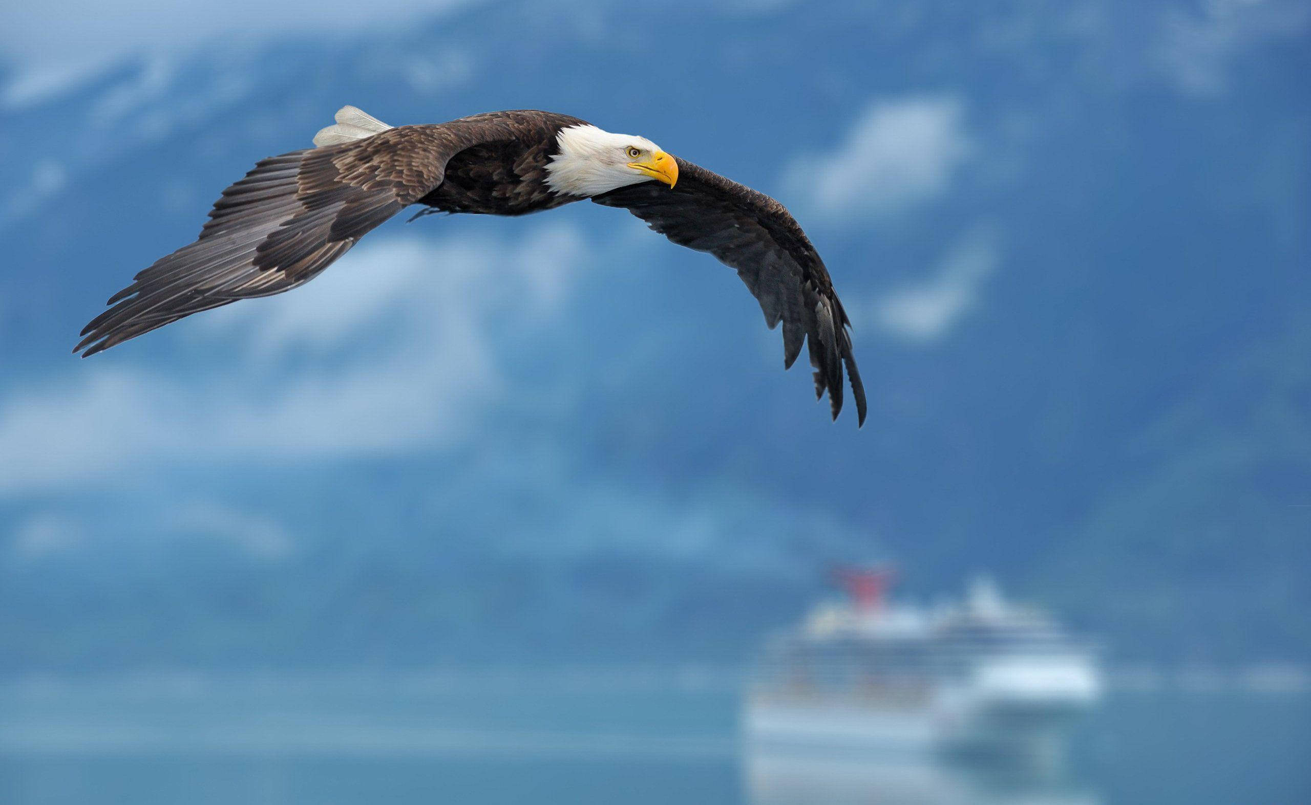 bald eagle, blue mountains, cruise ship, 2K Desktop Wallpaper