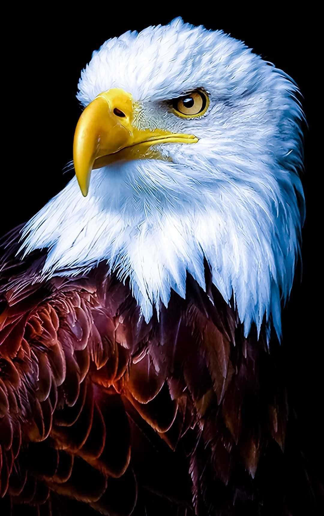 bald eagle, piercing yellow eyes, sharp curved beak, HD Phone Wallpaper