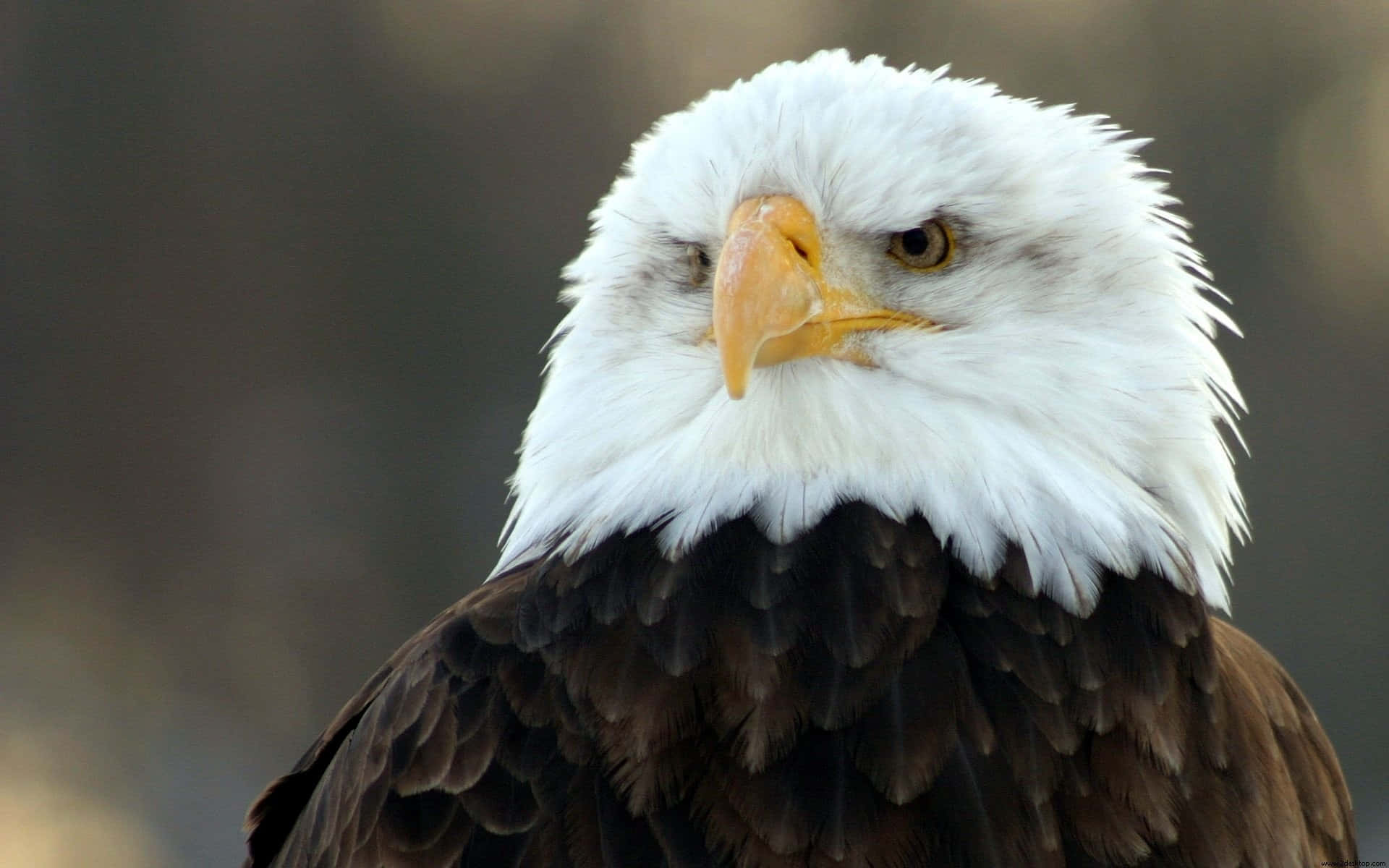 bald eagle, piercing yellow eyes, sharp yellow beak, Full HD Desktop Wallpaper