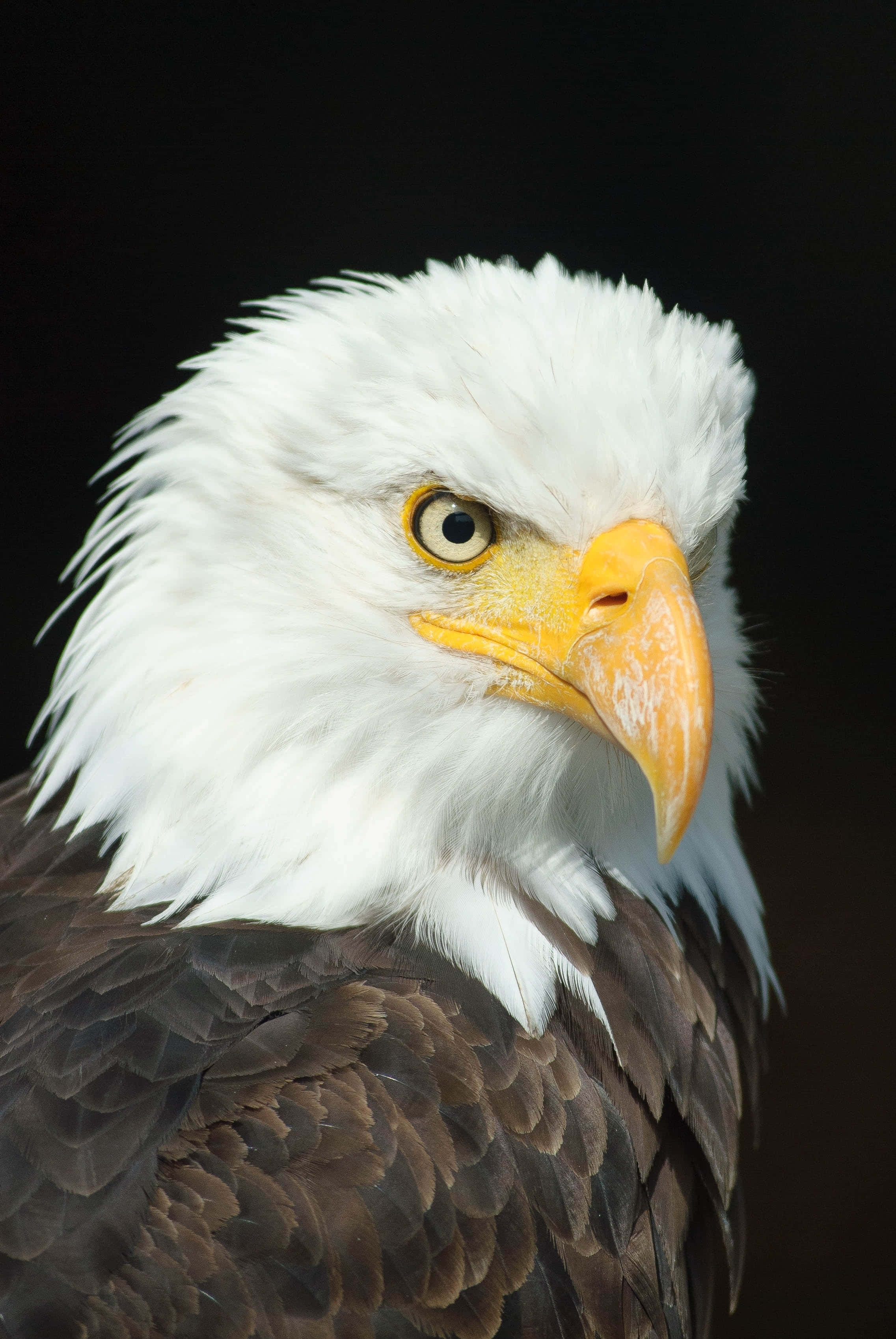 bald eagle, yellow beak, piercing yellow eyes, 2K Phone Wallpaper